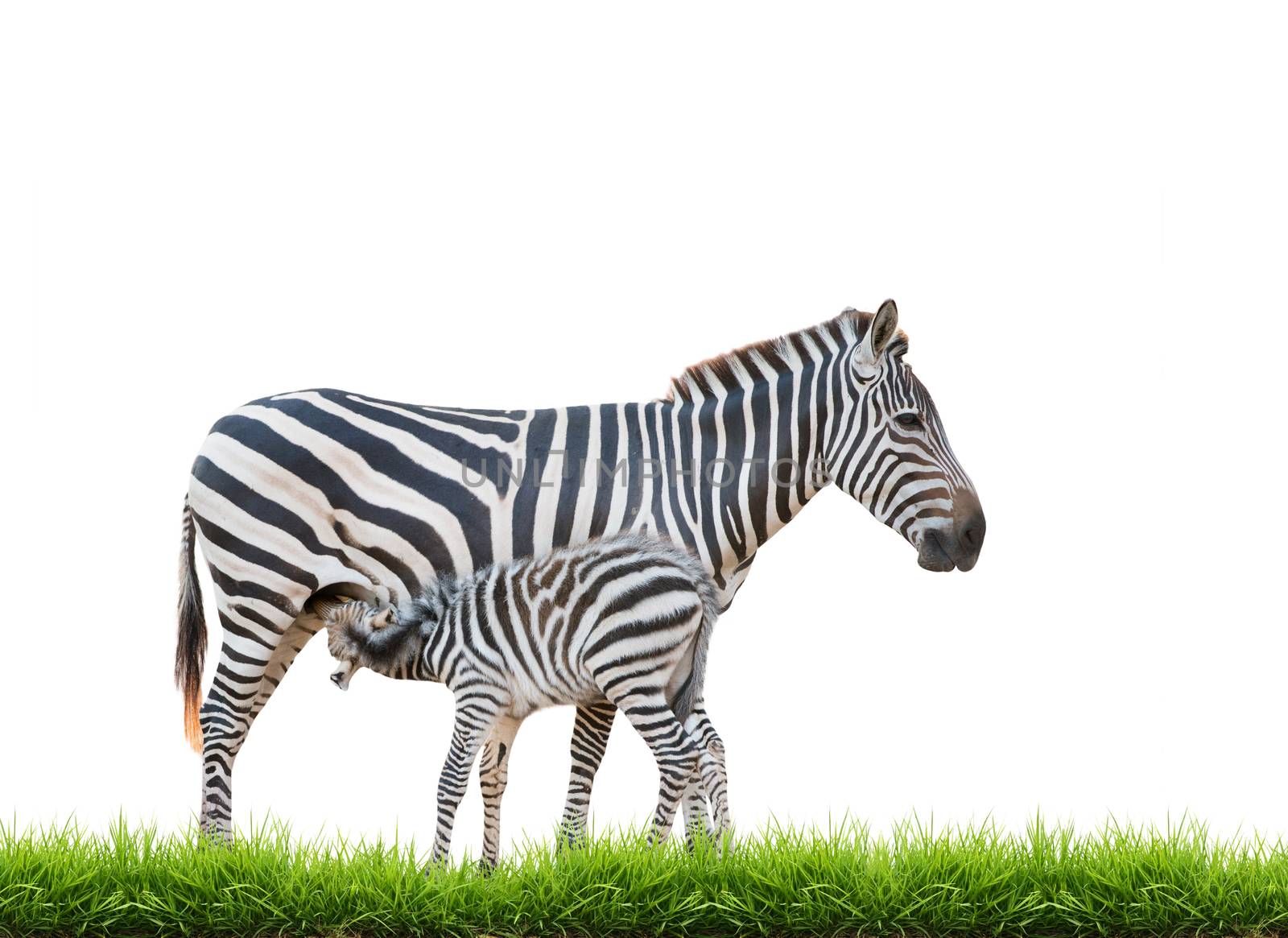 Zebra was breastfeeding isolated on white background