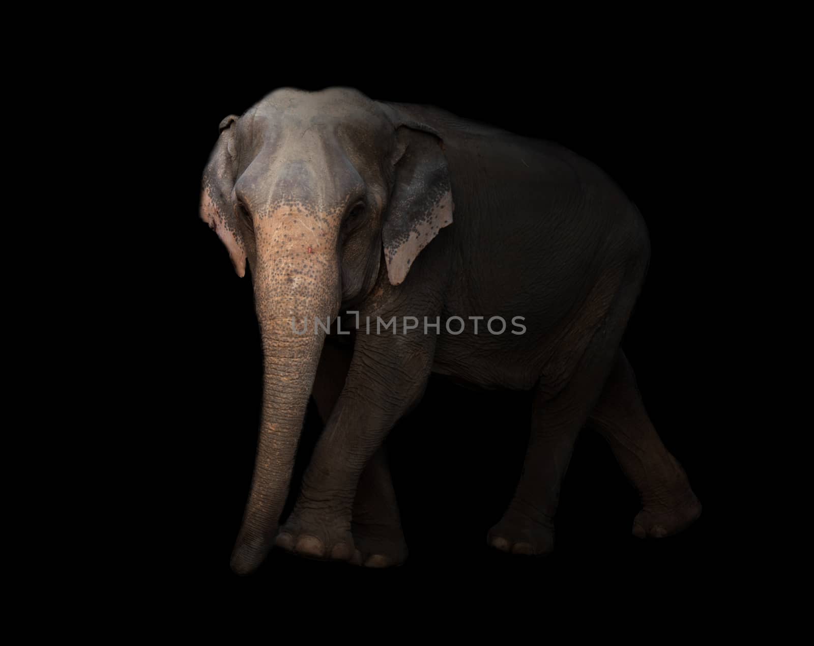 female asia elephant in the dark night