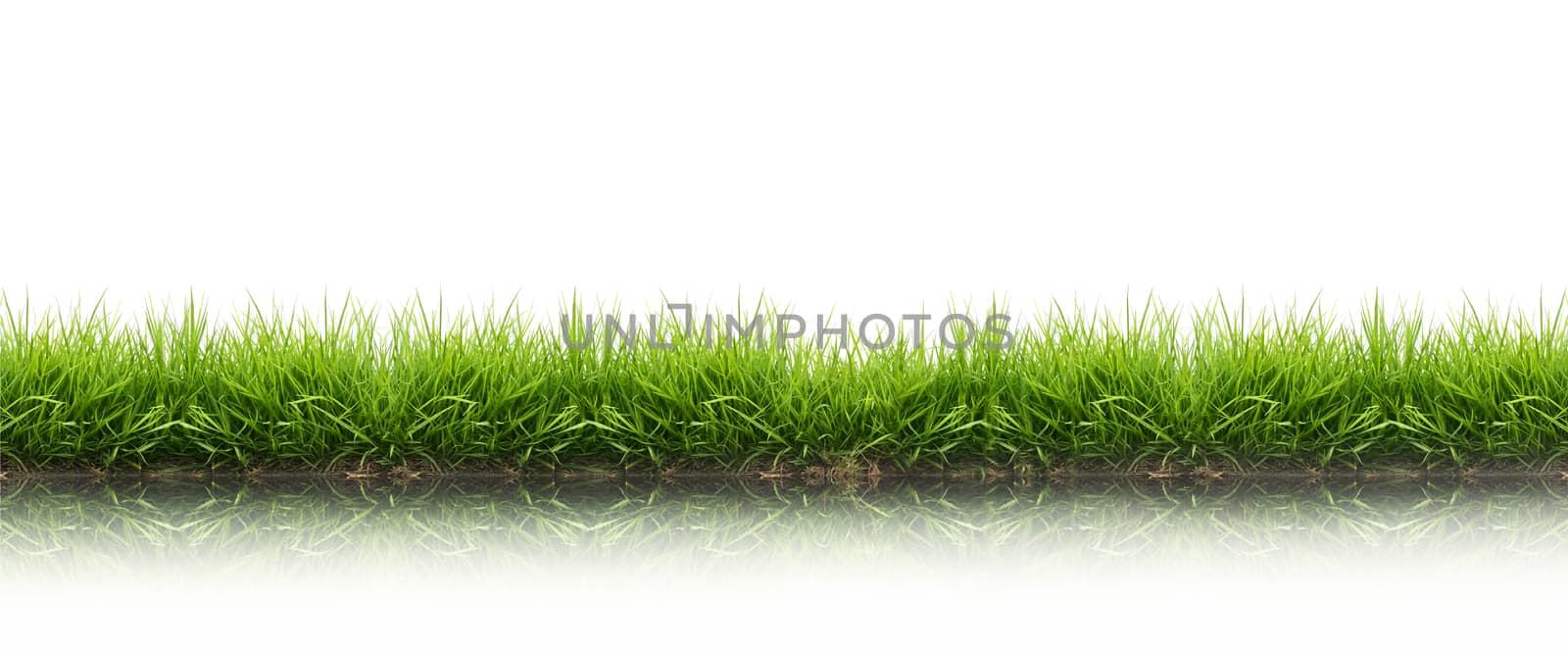 fresh spring green grass isolated by anankkml