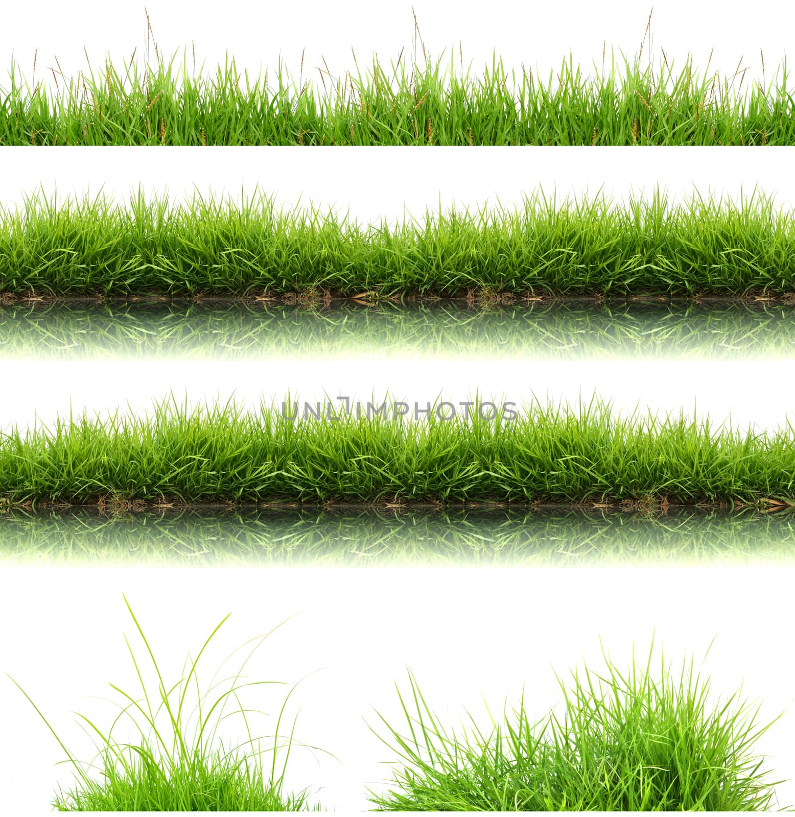 fresh spring green grass isolated  by anankkml