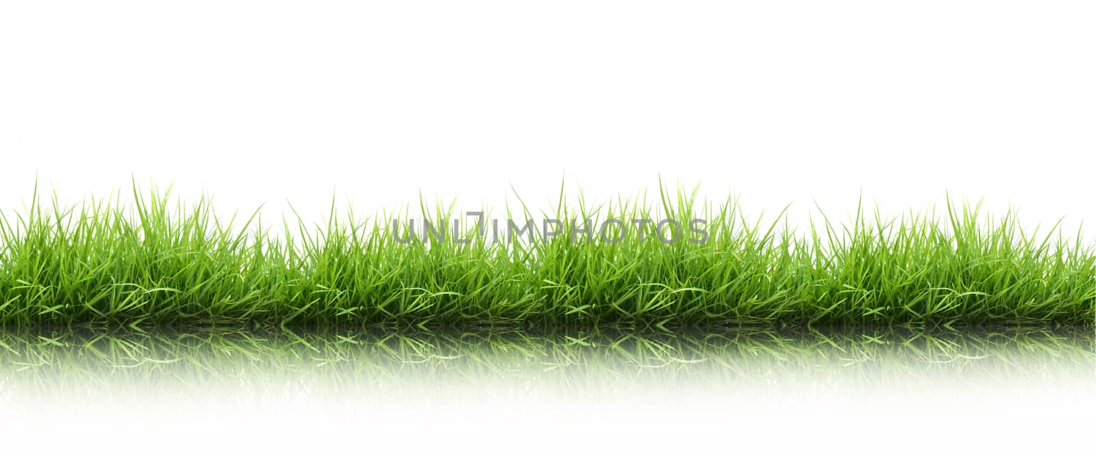 fresh spring green grass isolated by anankkml