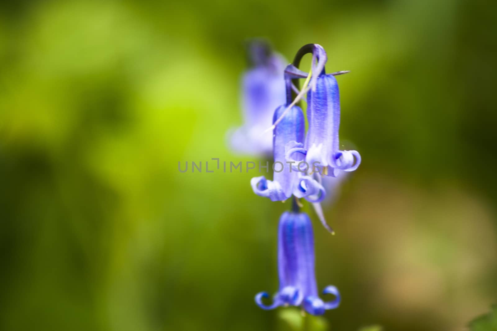Close up image of Bluebells growing in the wods