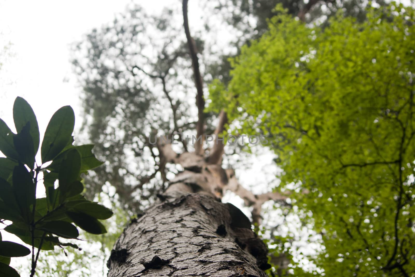 View up a tree trunck with top blurred