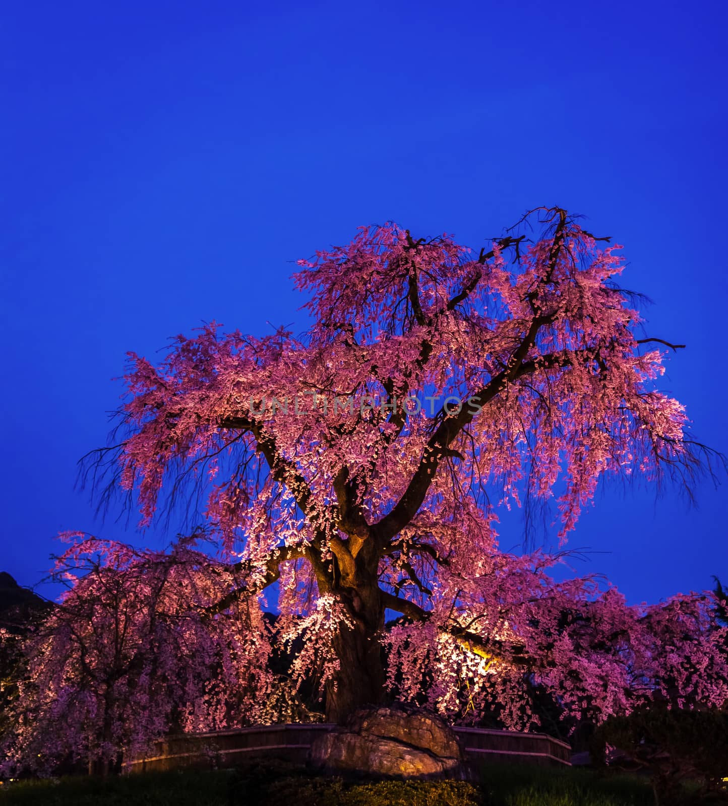 Illuminated cherry blossoms