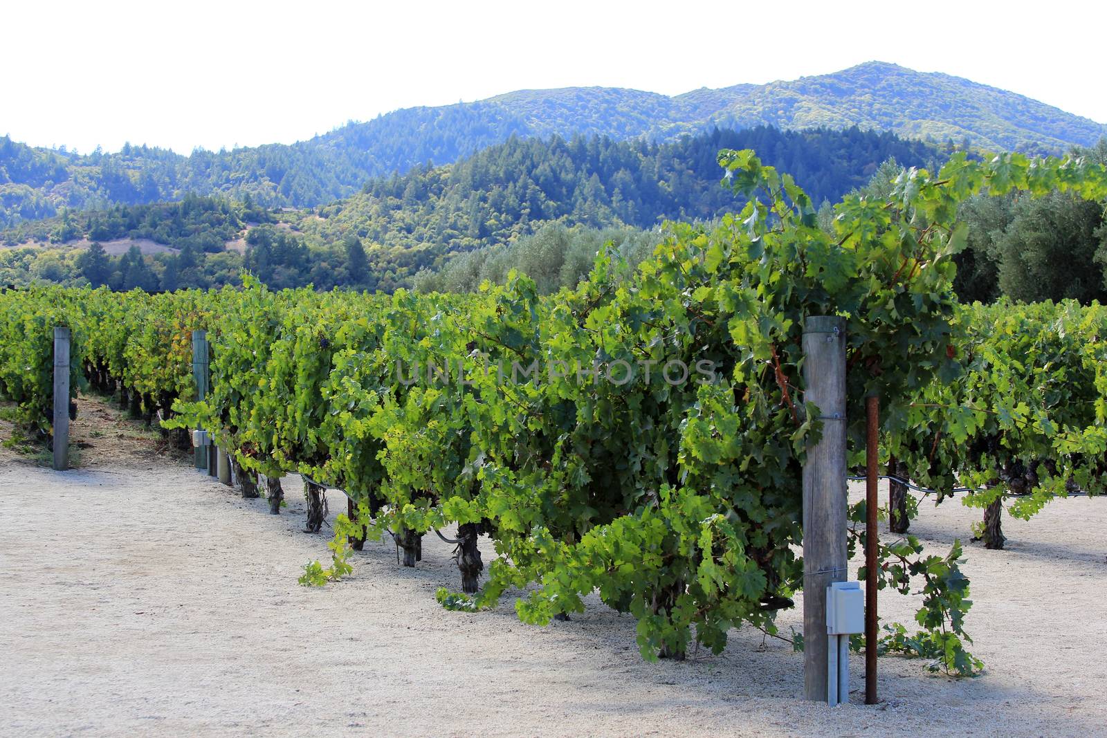 Vineyard in the wine growing region of Napa in California.