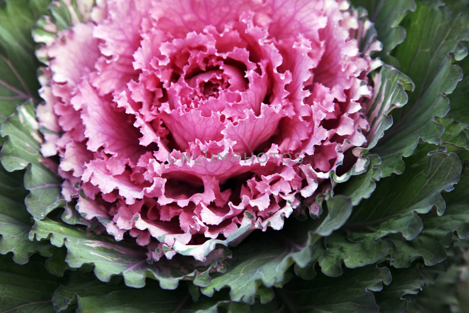 Decorative fall kale cabbage. Used in planters and gardens. Macro, shallow focus.
