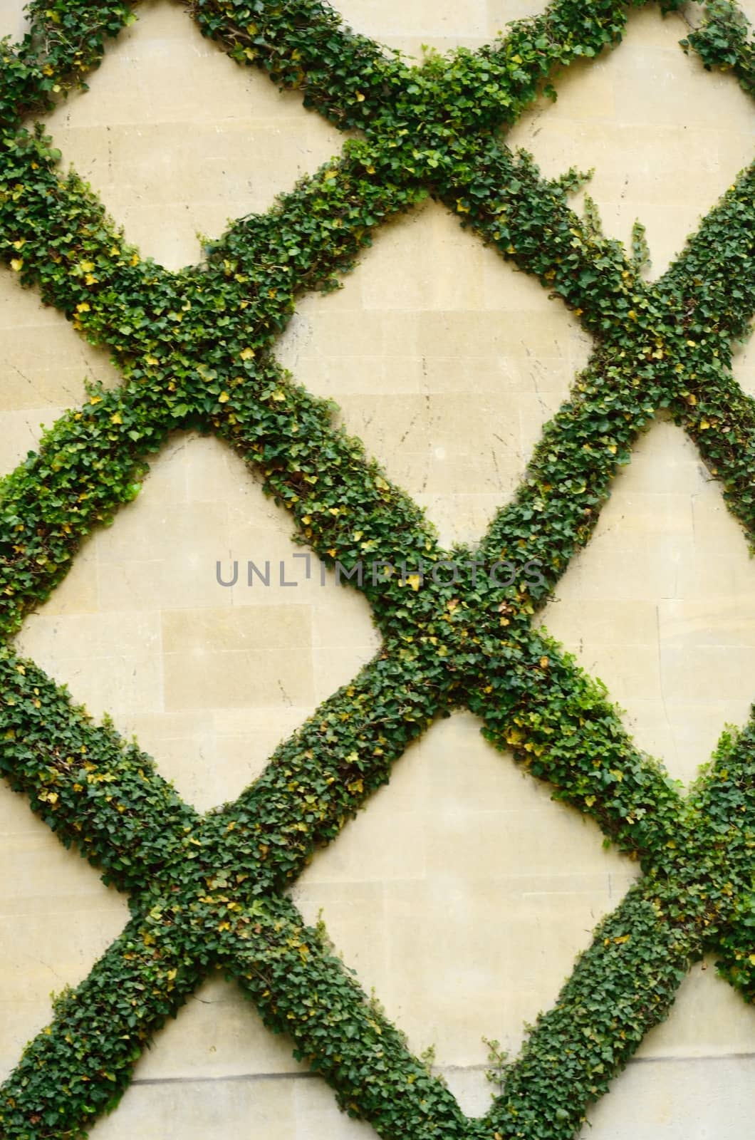 Decorative Ivy on Wall