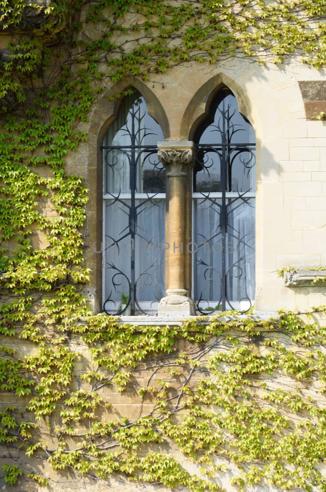 Ivy surrounding old arched window
