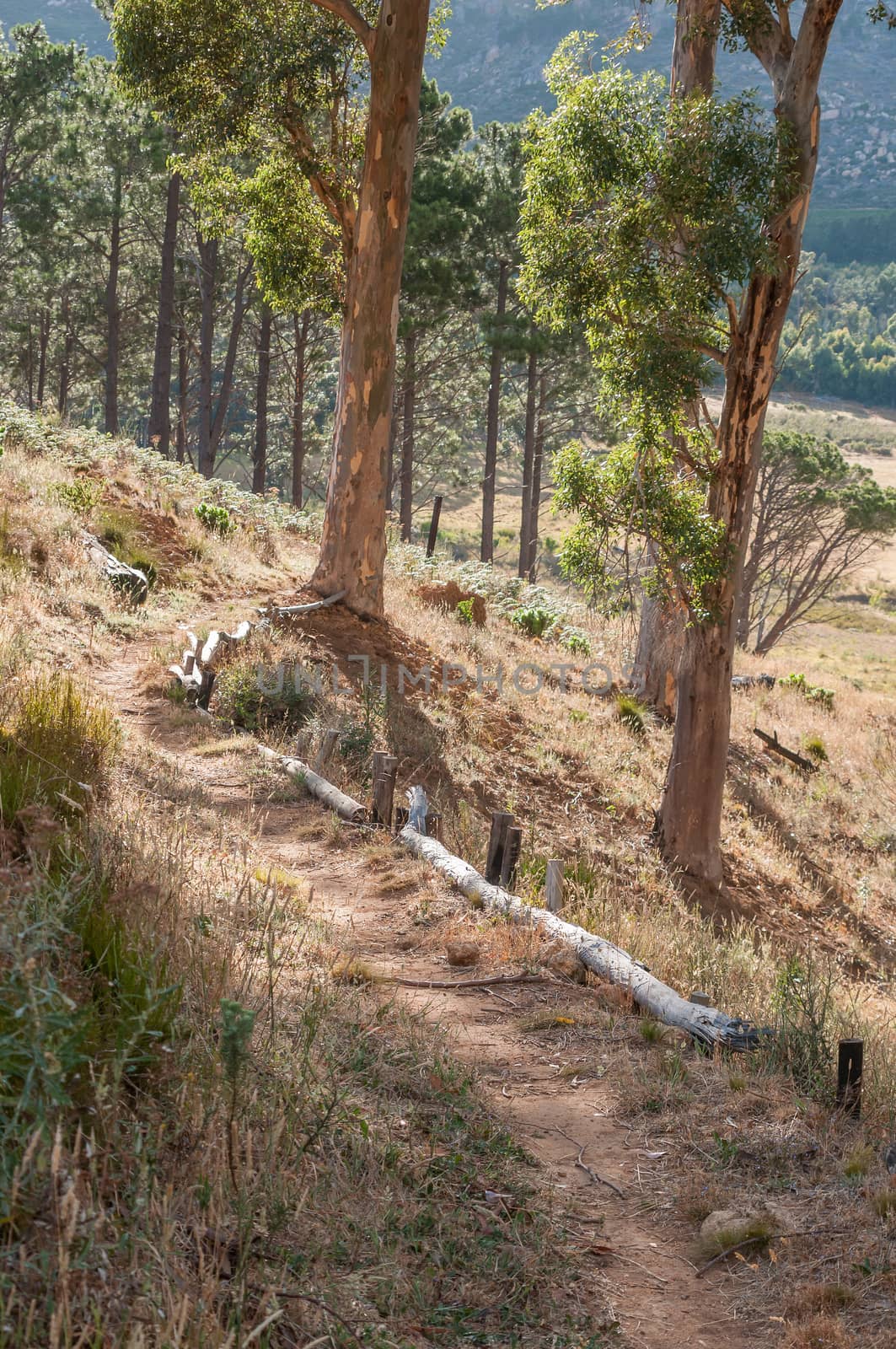 Footpath in the wildlife reserve on Wedderville Estate near Sir Lowrys Pass
