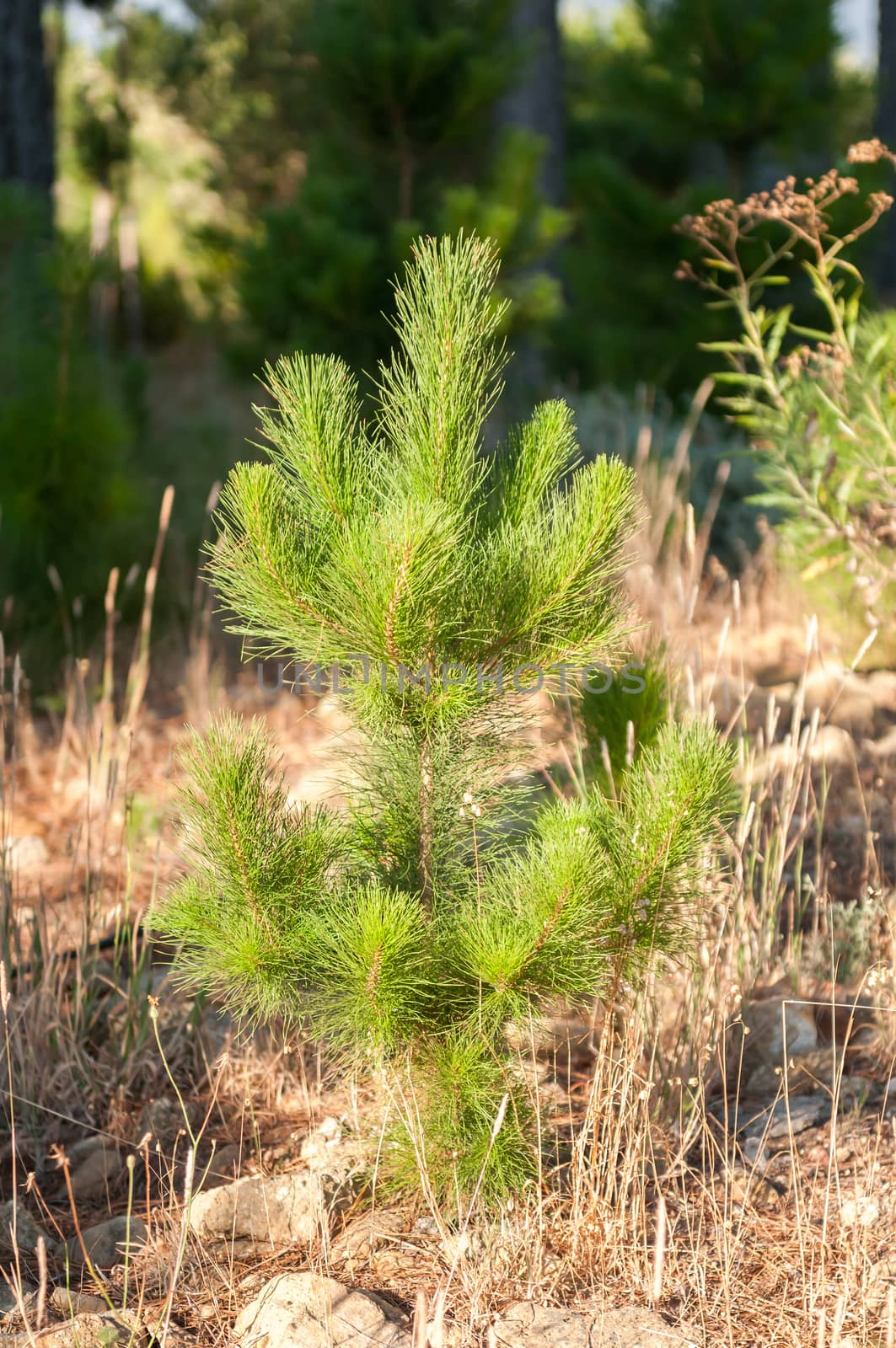 Young pine tree trying to survive the dry Southern Cape Summer near Sir Lowrys Pass