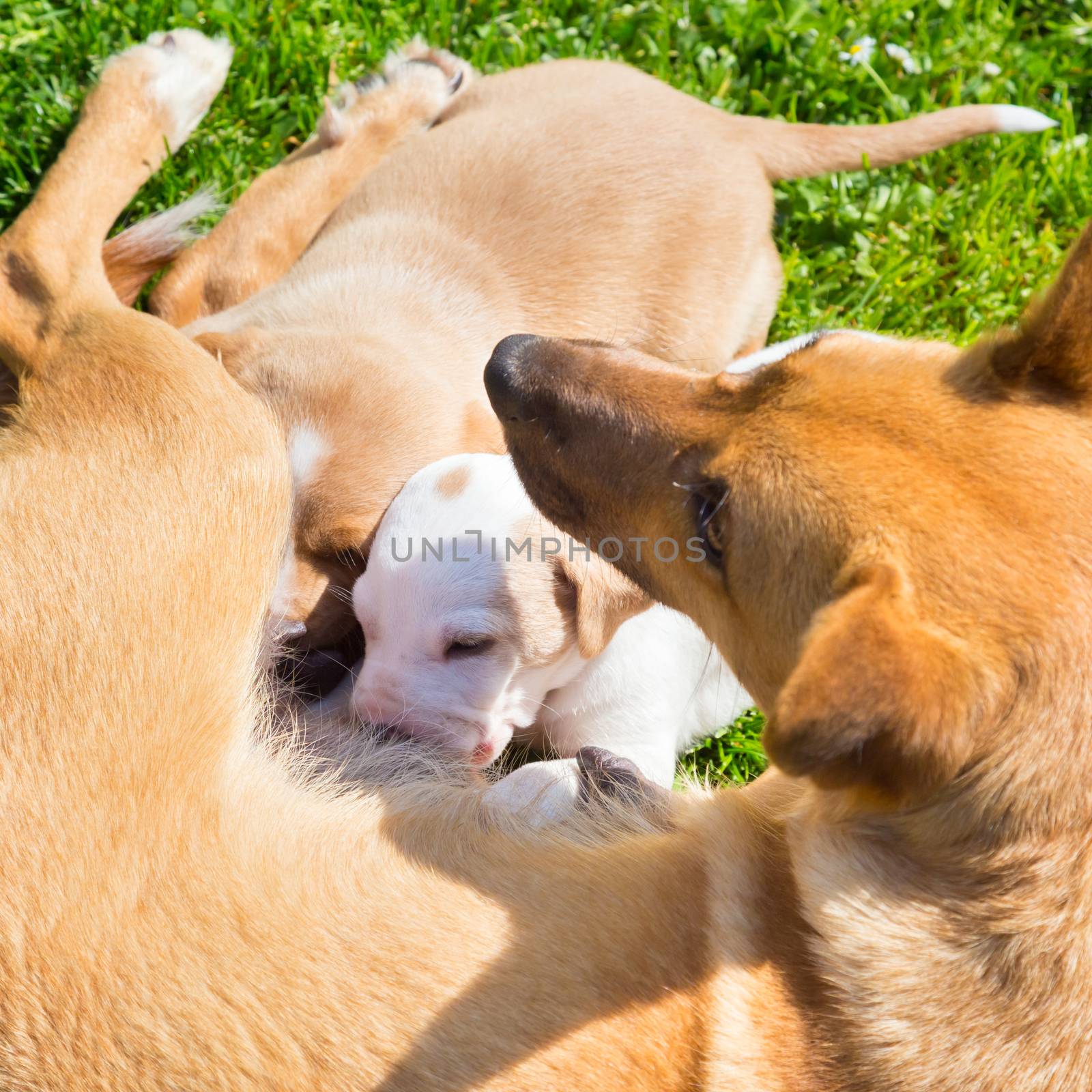 Mixed-breed bitch breast feeding her cute little puppies outdoors on a meadow on a sunny spring day.