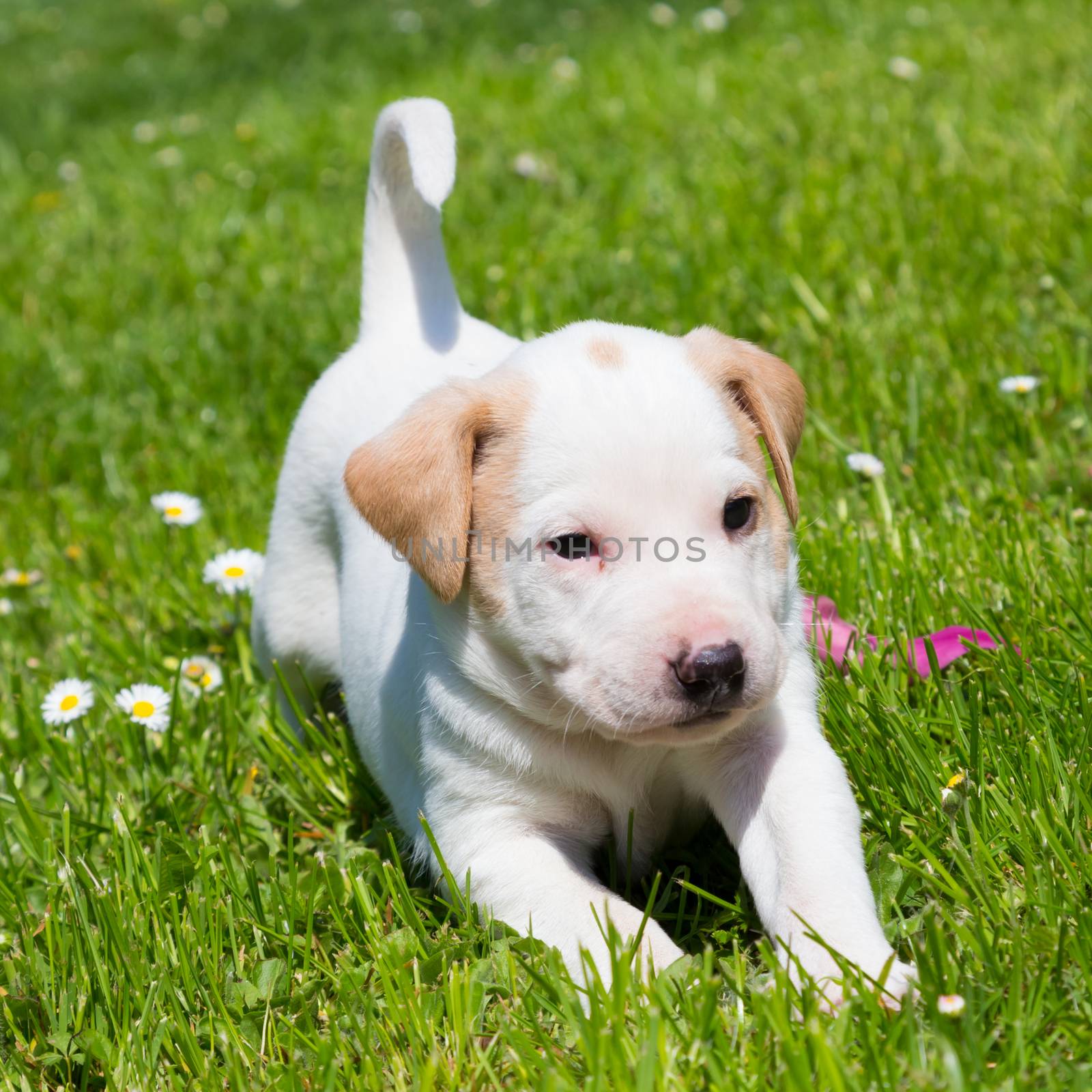 Mixed-breed cute little puppy on grass. by kasto