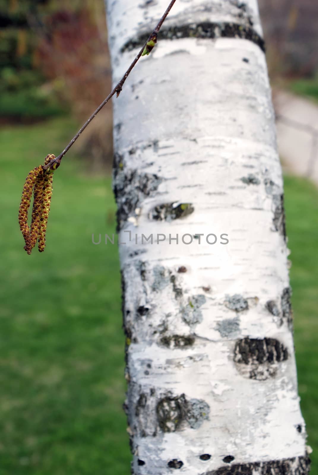 A closeup shot of a birch tree and its buds in the early spring season, focus on the buds.