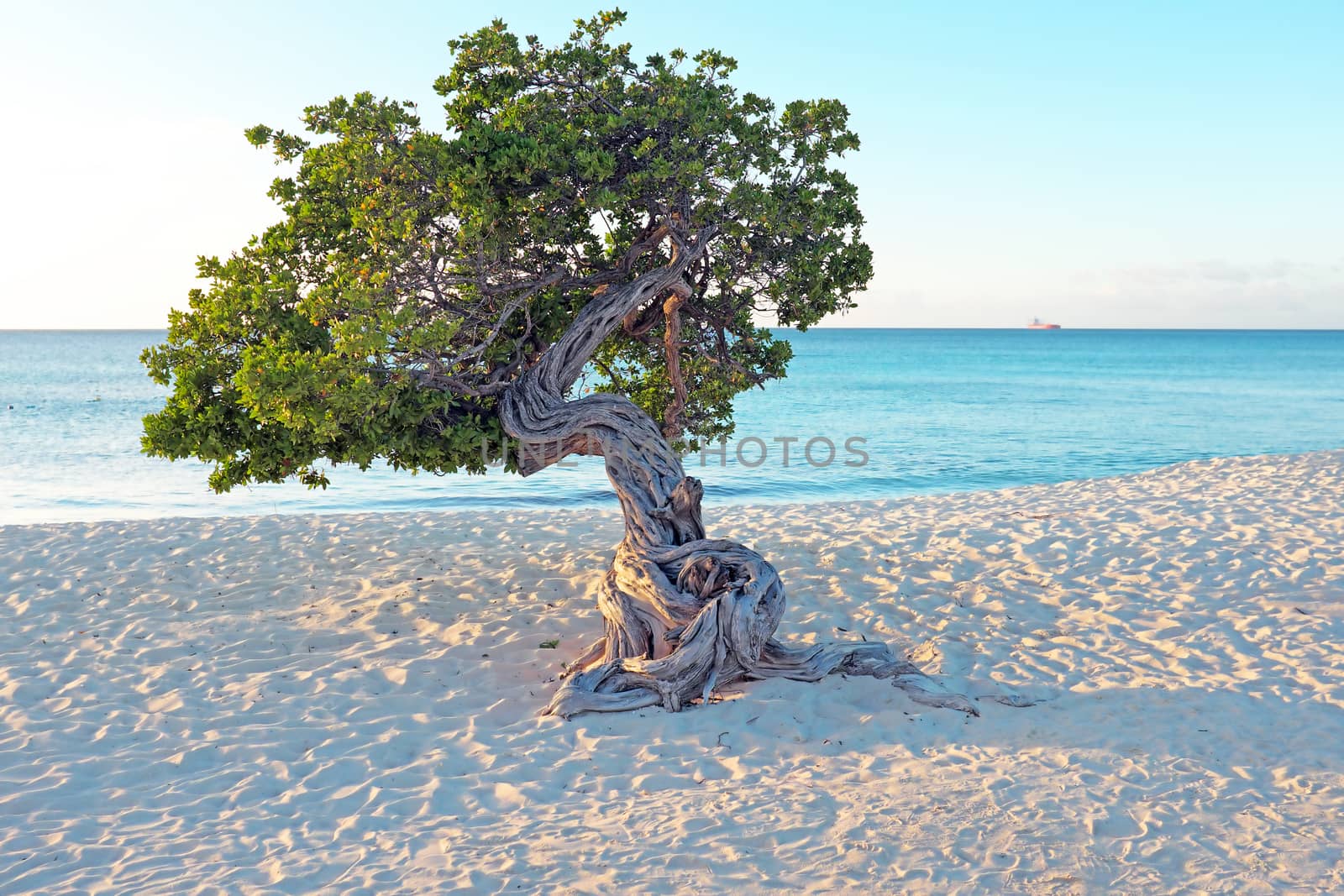 Divi divi tree on Aruba island in the Caribbean