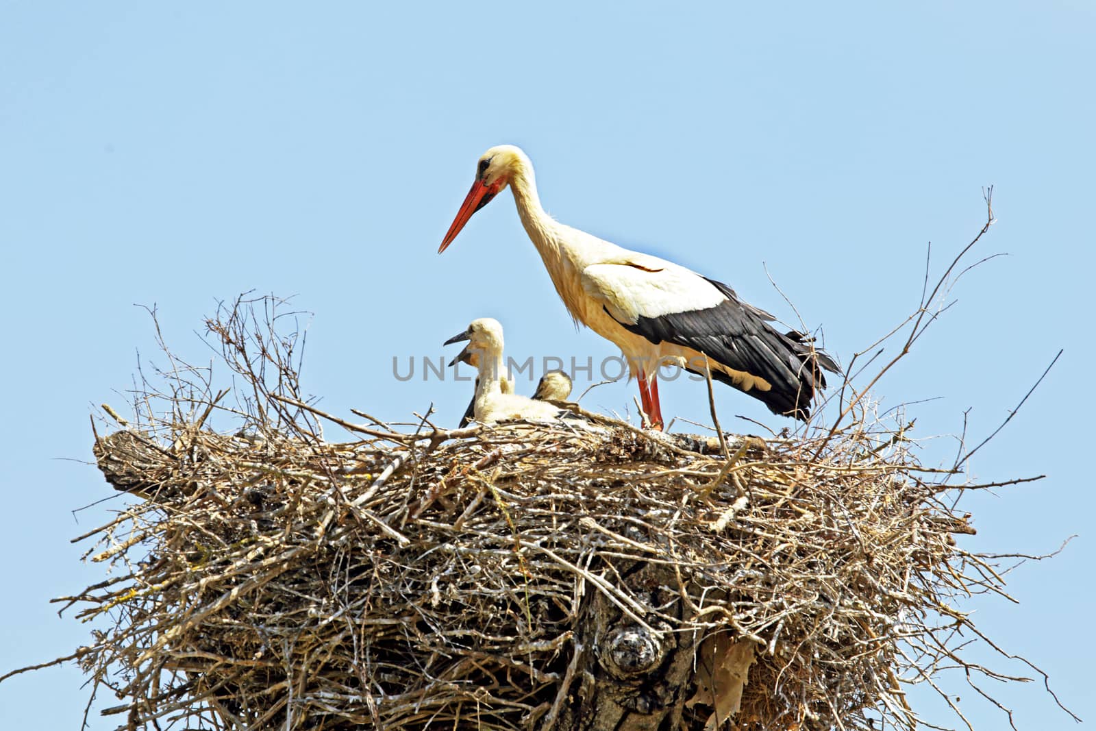 White stork with young baby stork on the nest - Ciconia ciconia