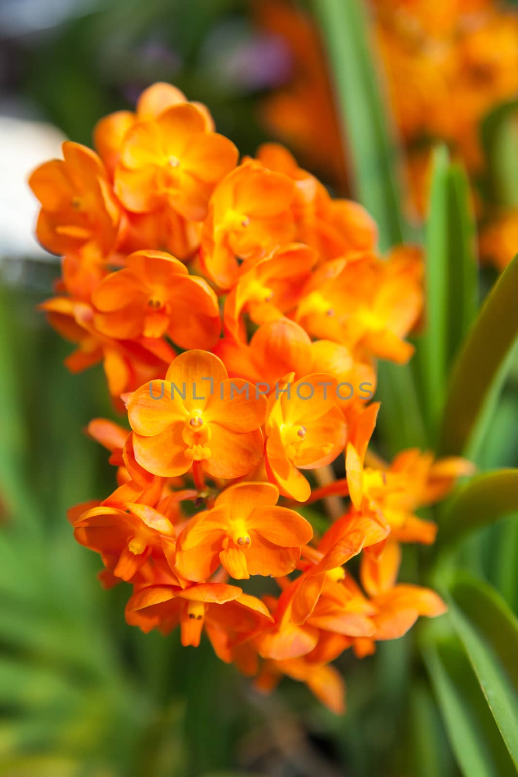 Orange Orchid Orchid flower bouquet is separated from the branches.