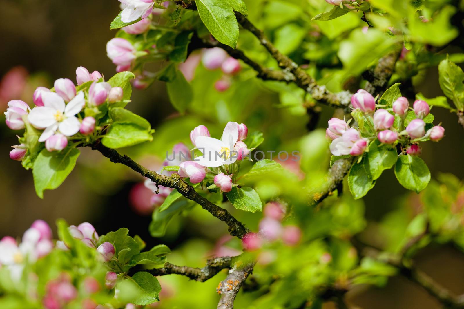 Apple Tree in Blossom at Springtime by courtyardpix