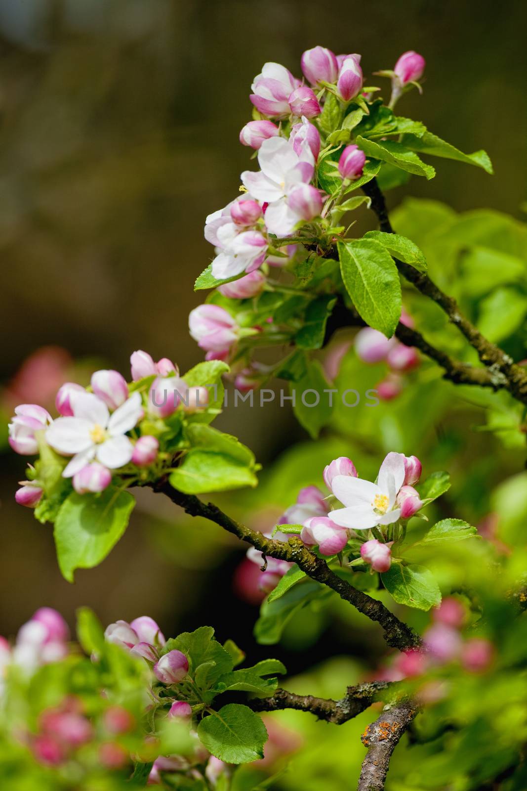 Apple Tree in Blossom at Springtime by courtyardpix
