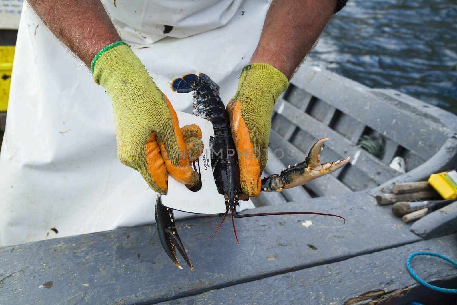 Fisherman measuring a freshly caught lobster to make sure its within the specified range