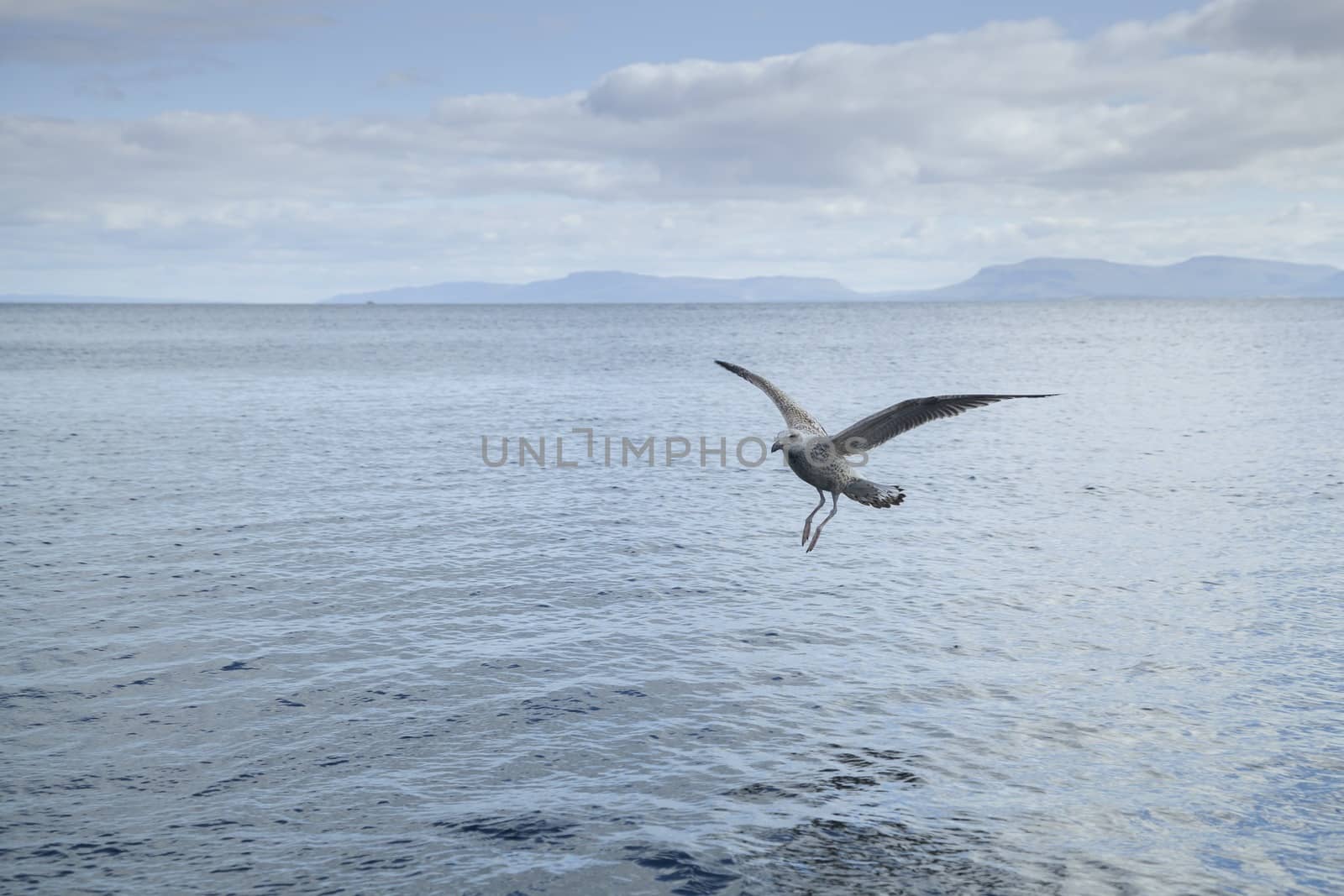 Seagull flying near the surface of the water by MC2000