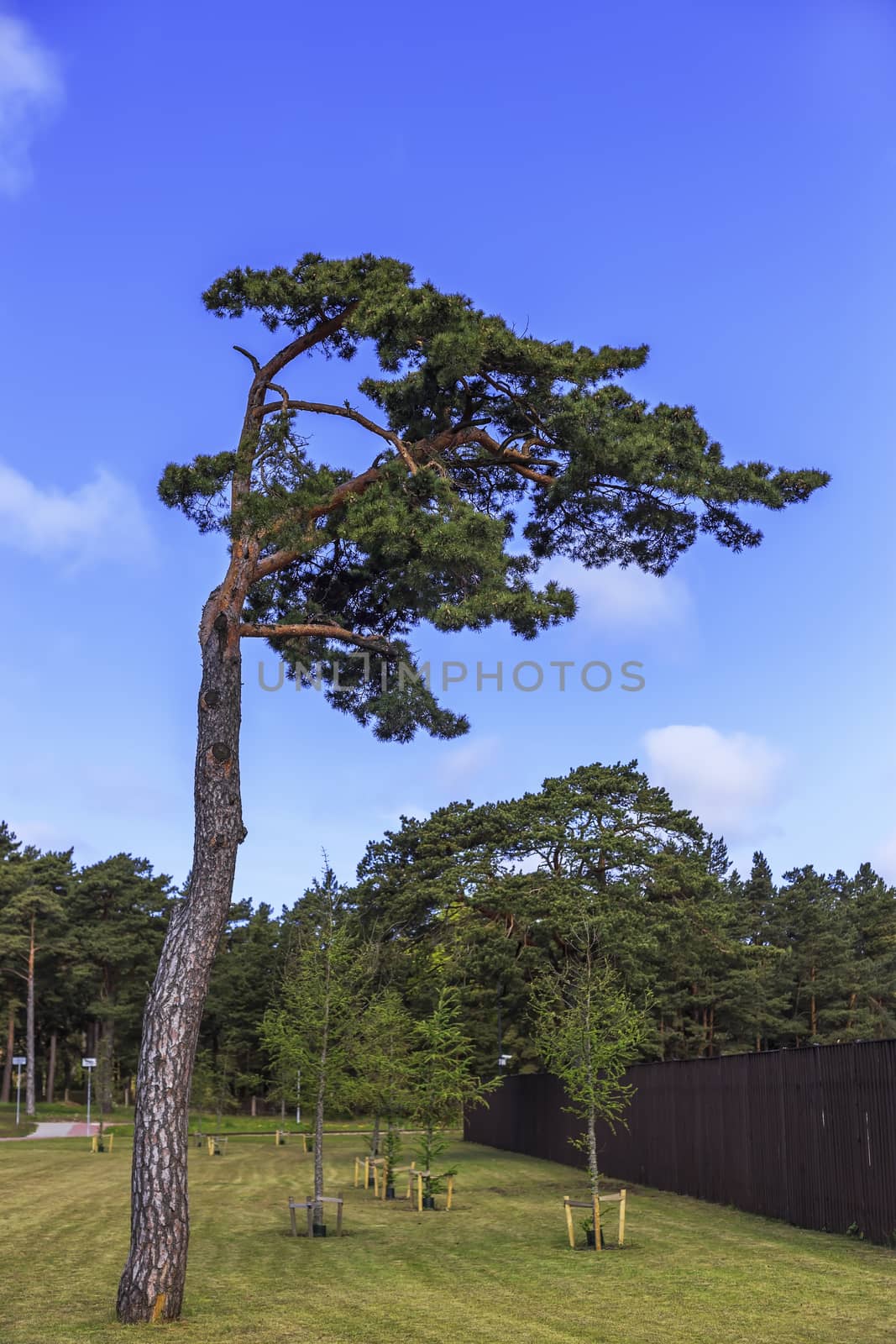 Old Lone Pine on the background of young trees