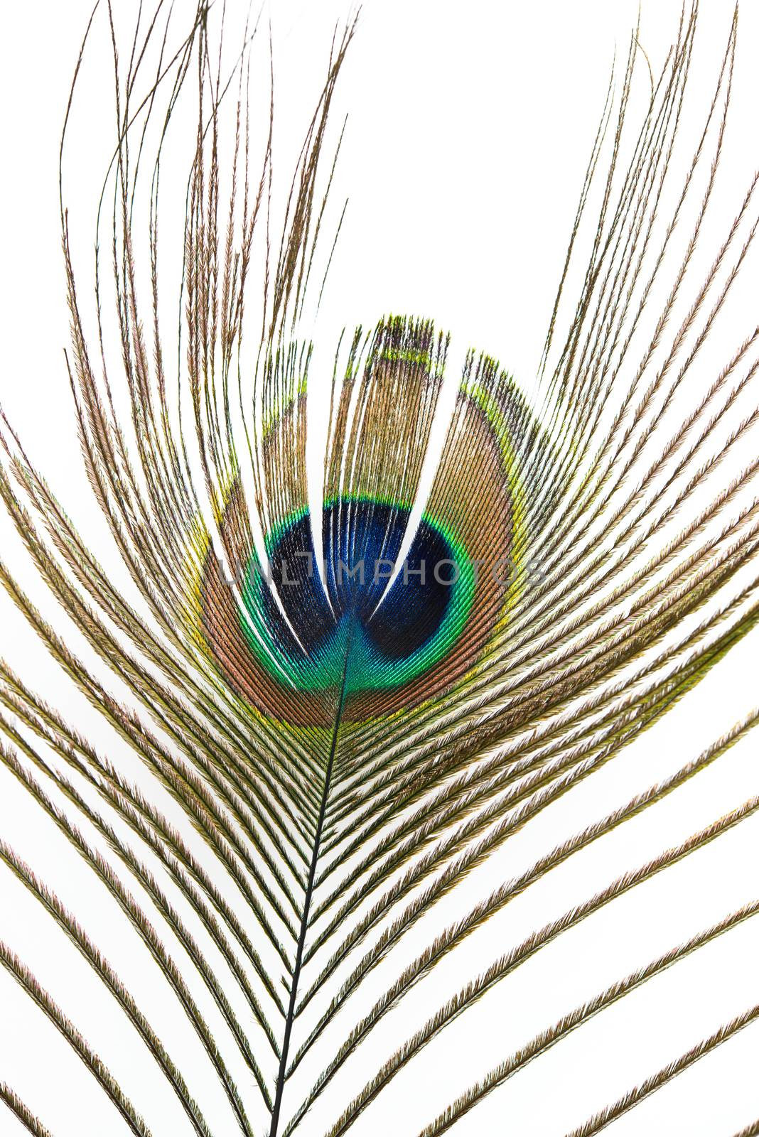 peacock feather