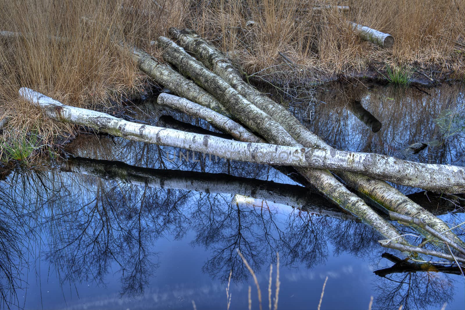 Birch trees in a bog in Winterswijk in the Netherlands by Tofotografie