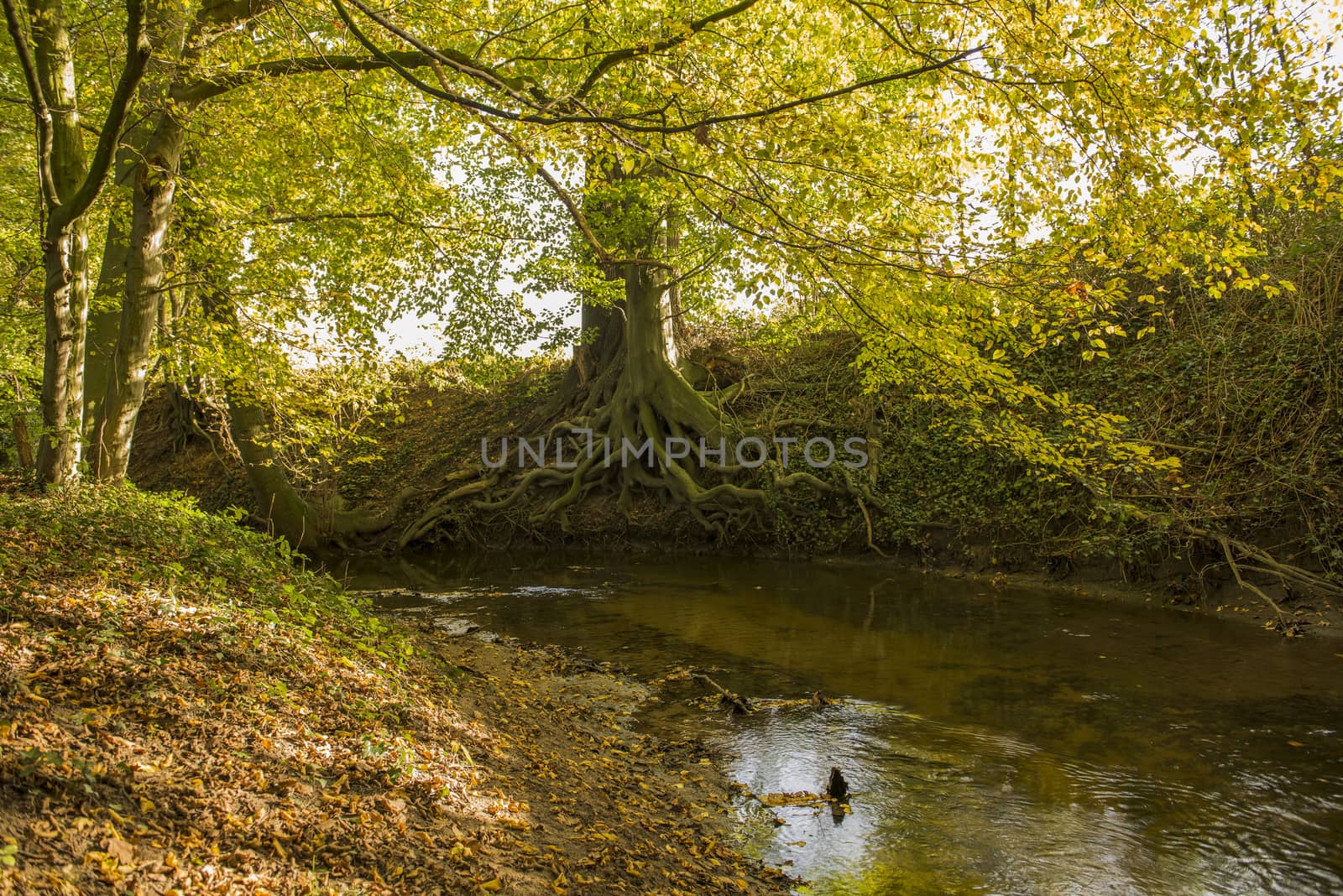 Protected Brook near Winterswijk in the East of the Netherlands in the fall. Brook called "Boven-Slinge" nearby the German border.