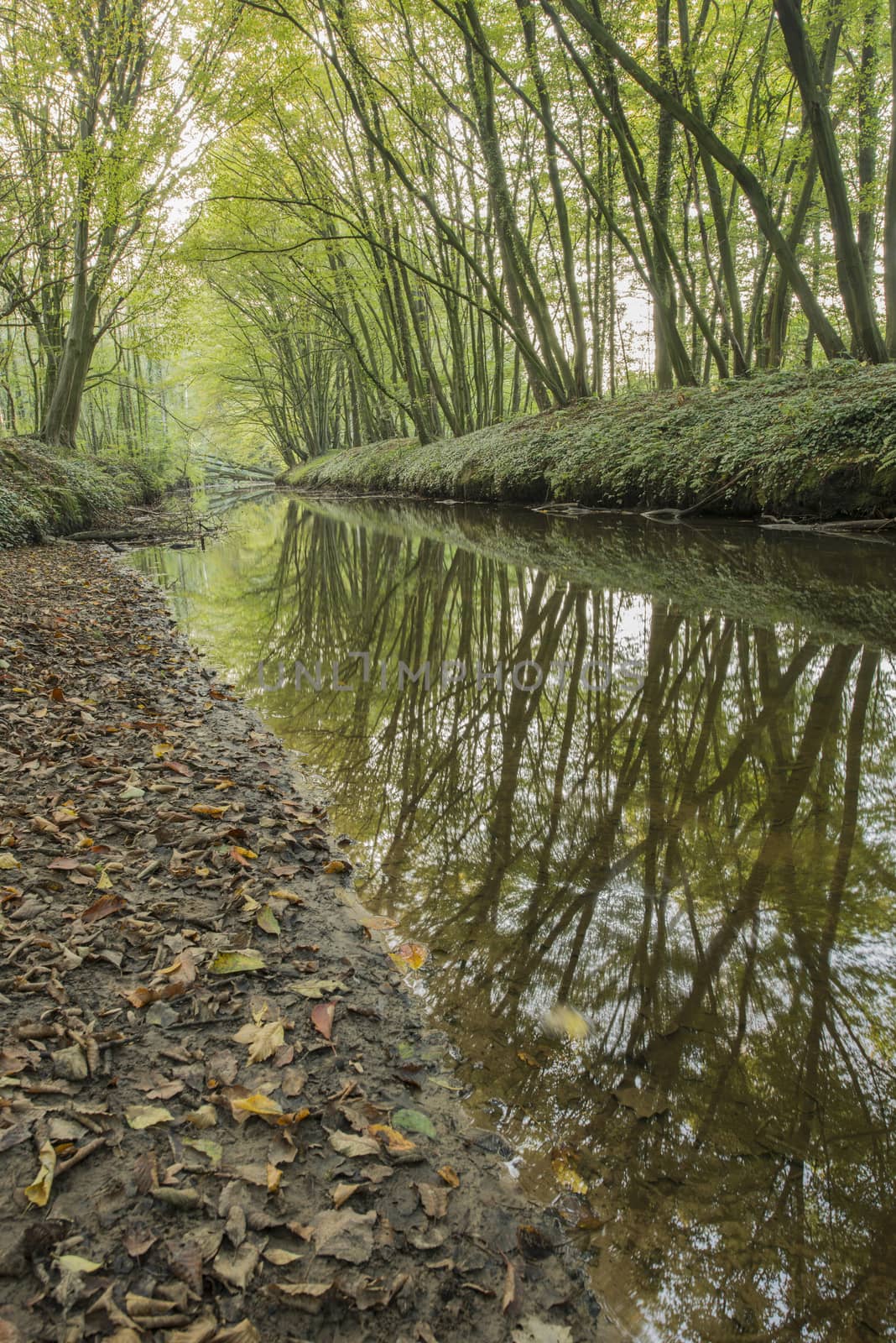 Protected Brook near Winterswijk in the East of the Netherlands by Tofotografie