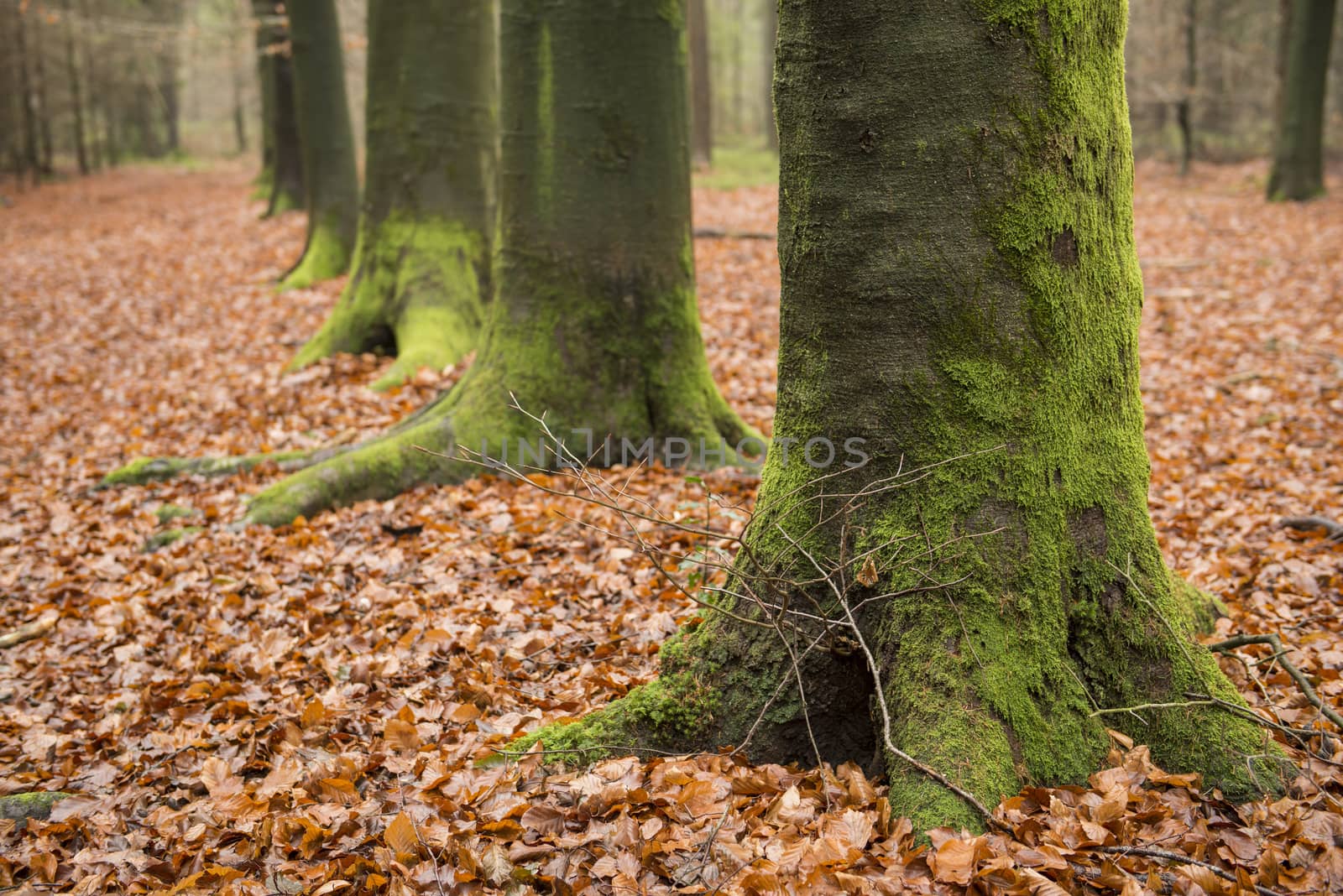 Green, moss-covered, tree feet by Tofotografie