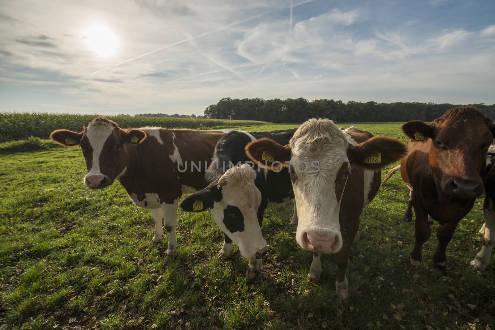 Curious Dutch cows in a pasture near Winterswijk in the Netherlands