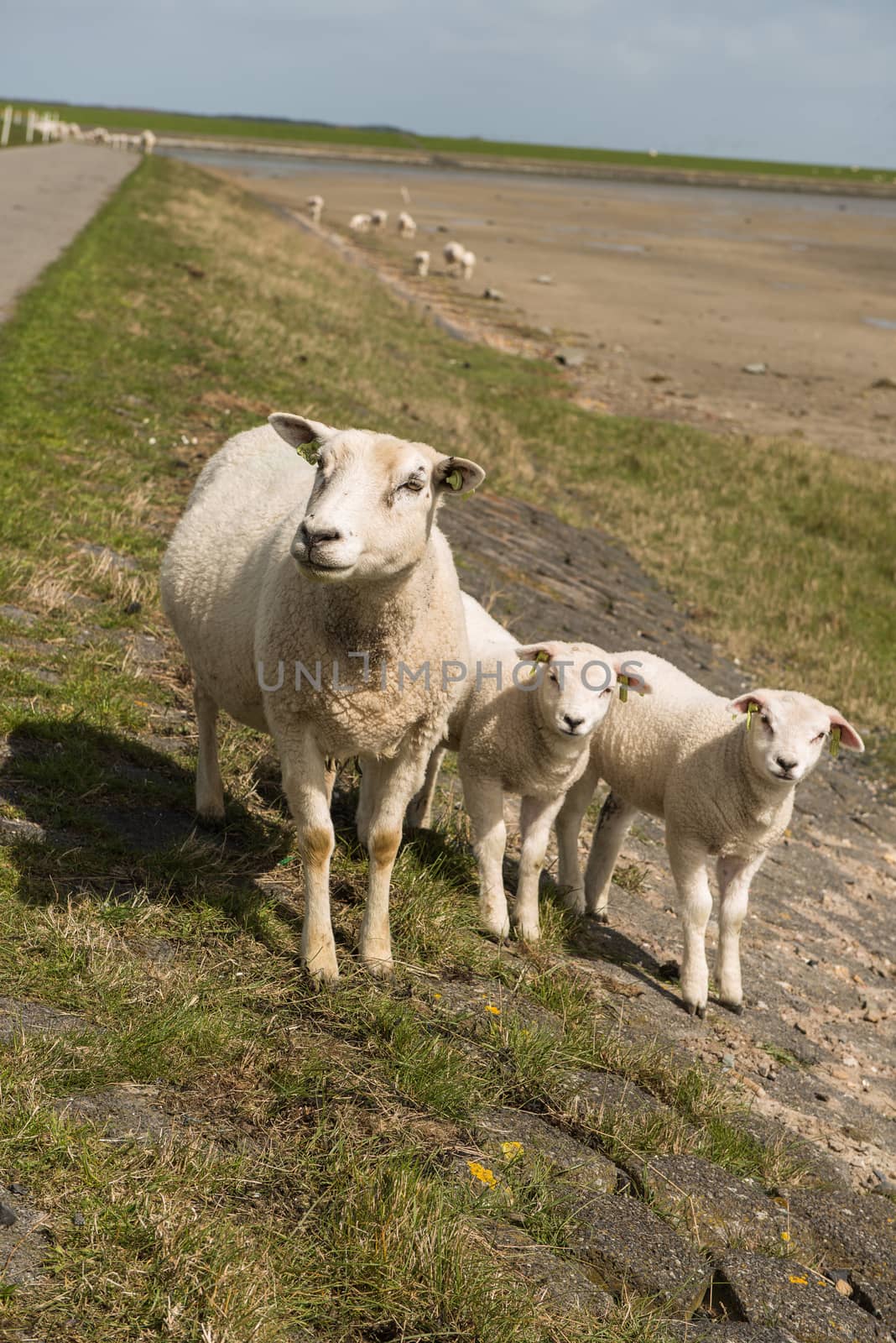 Sheep on a dike in the Netherlands by Tofotografie