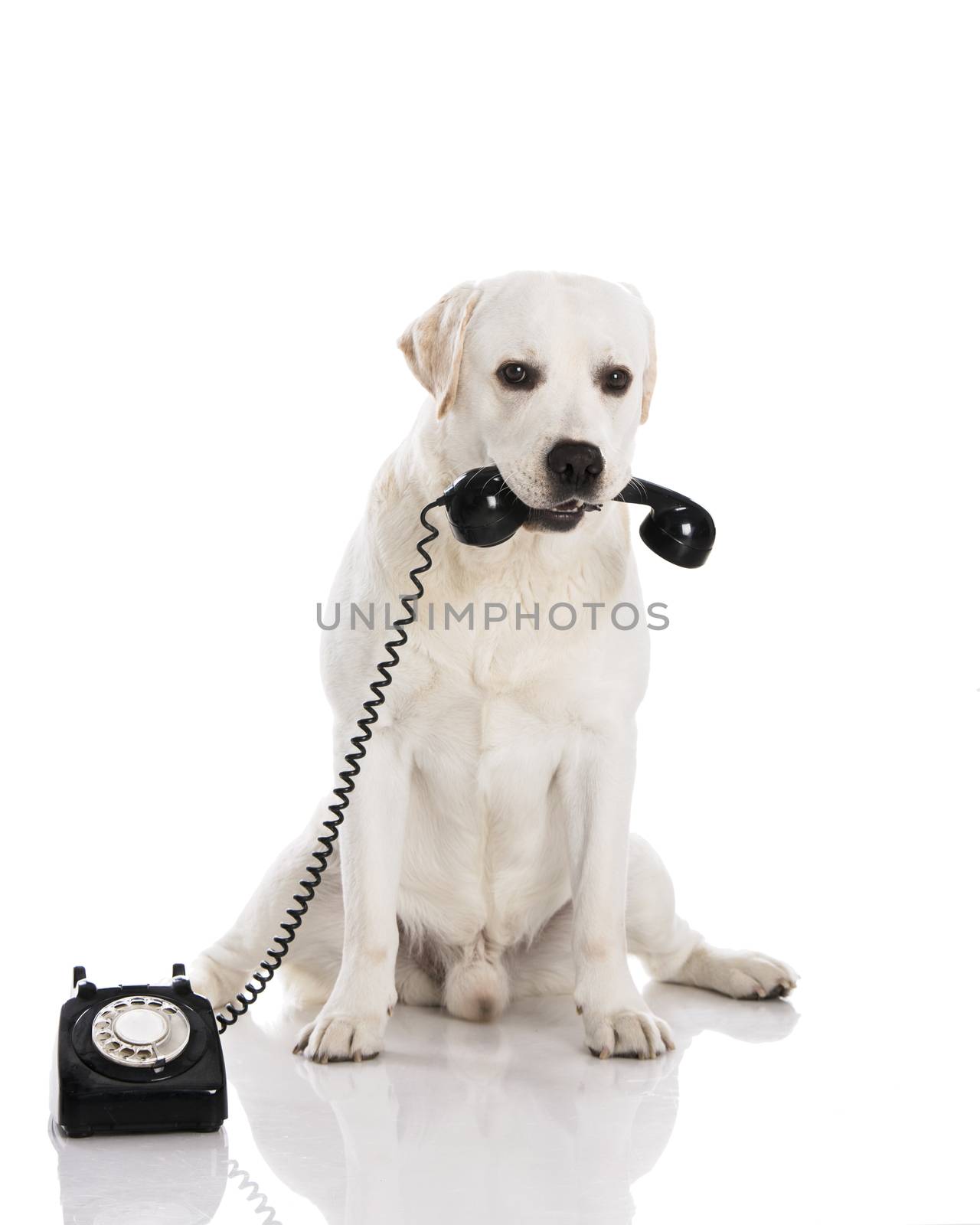 Beautiful labrador dog holdiing a phone 
