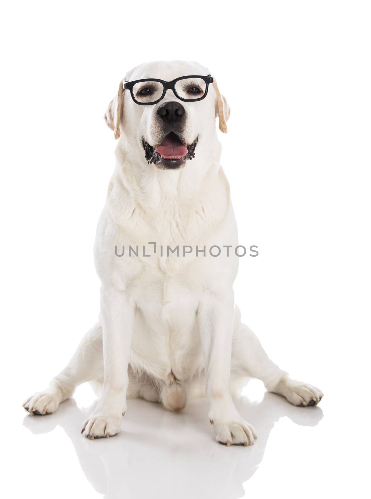 Beautiful labrador dog sitting and using glasses 