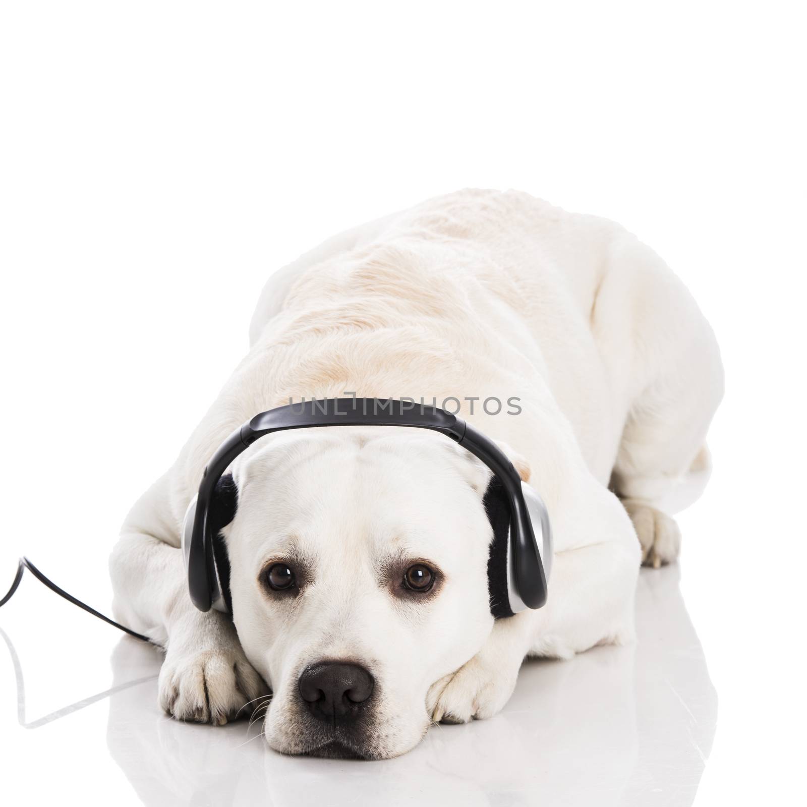 Dog and music  by Iko