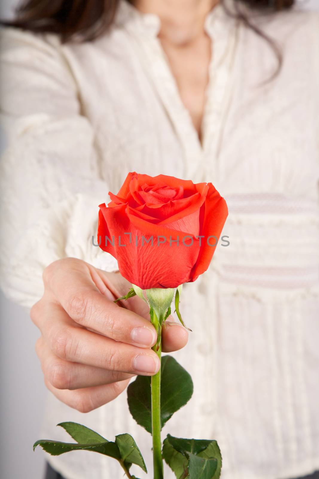 detail of woman white shirt with red rose flower offering in her hands
