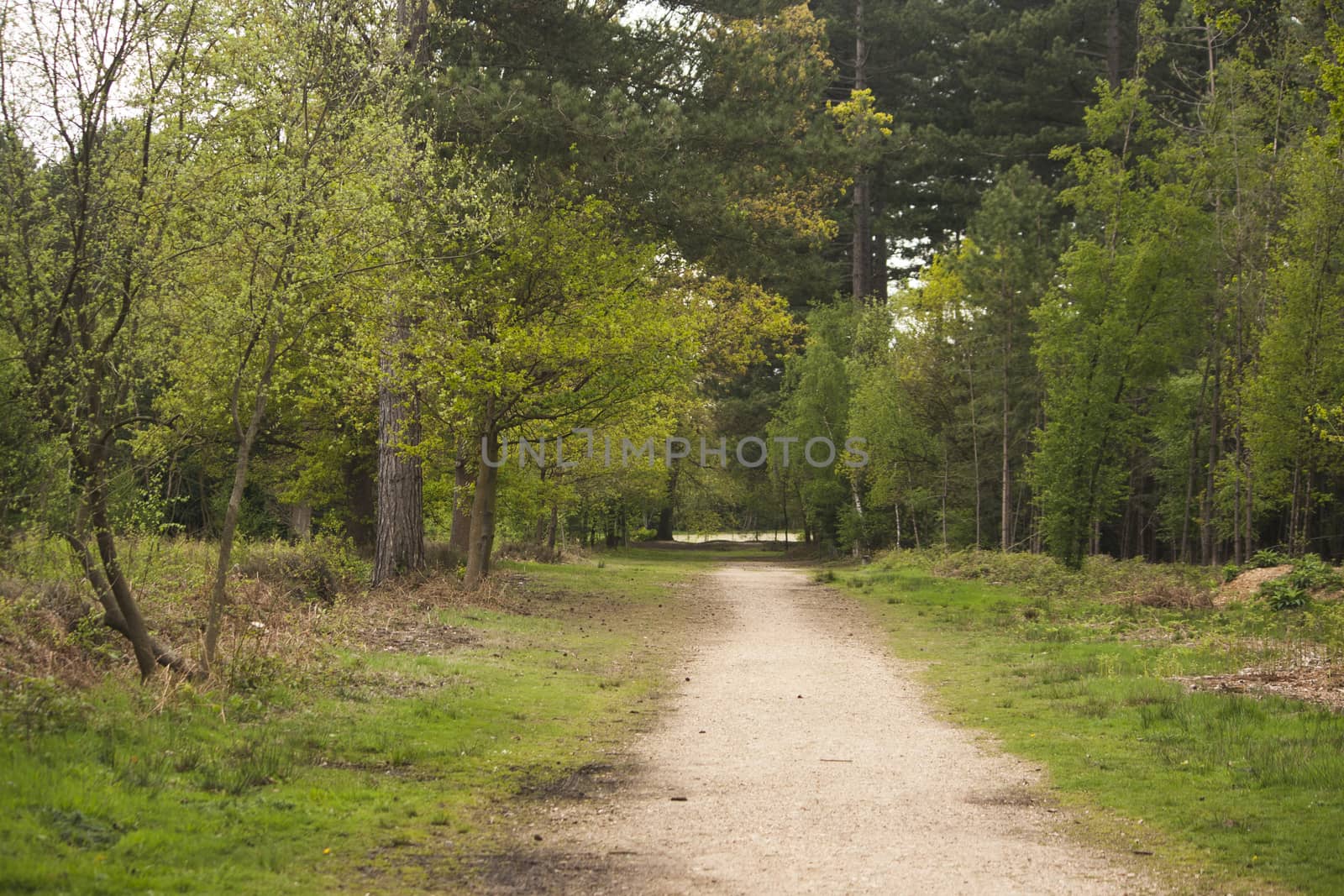 Beautiful English woodland scene with light coming though the trees.