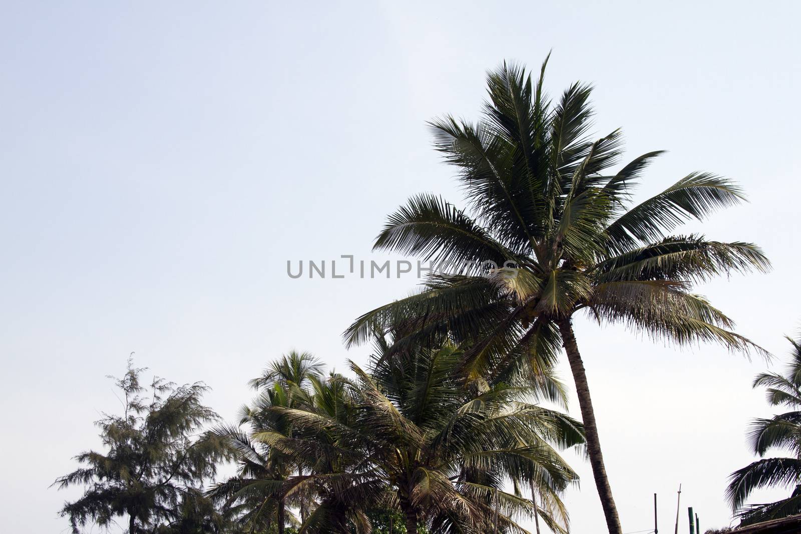 Coconut palm trees against the sky. GOA India beach. Branches of coconut palms under blue sky.