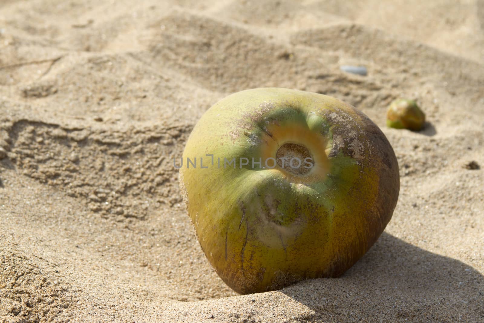 The green nut of a coco lies  on beach sand. India Goa.