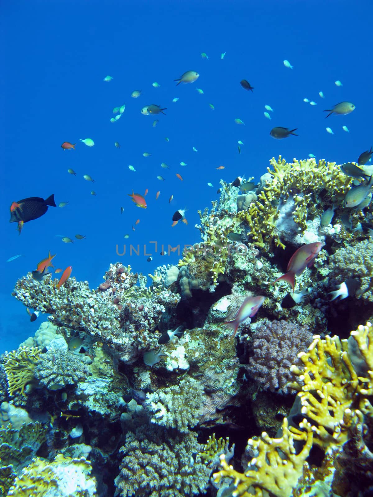 colorful coral reef in tropical sea, underwater by mychadre77