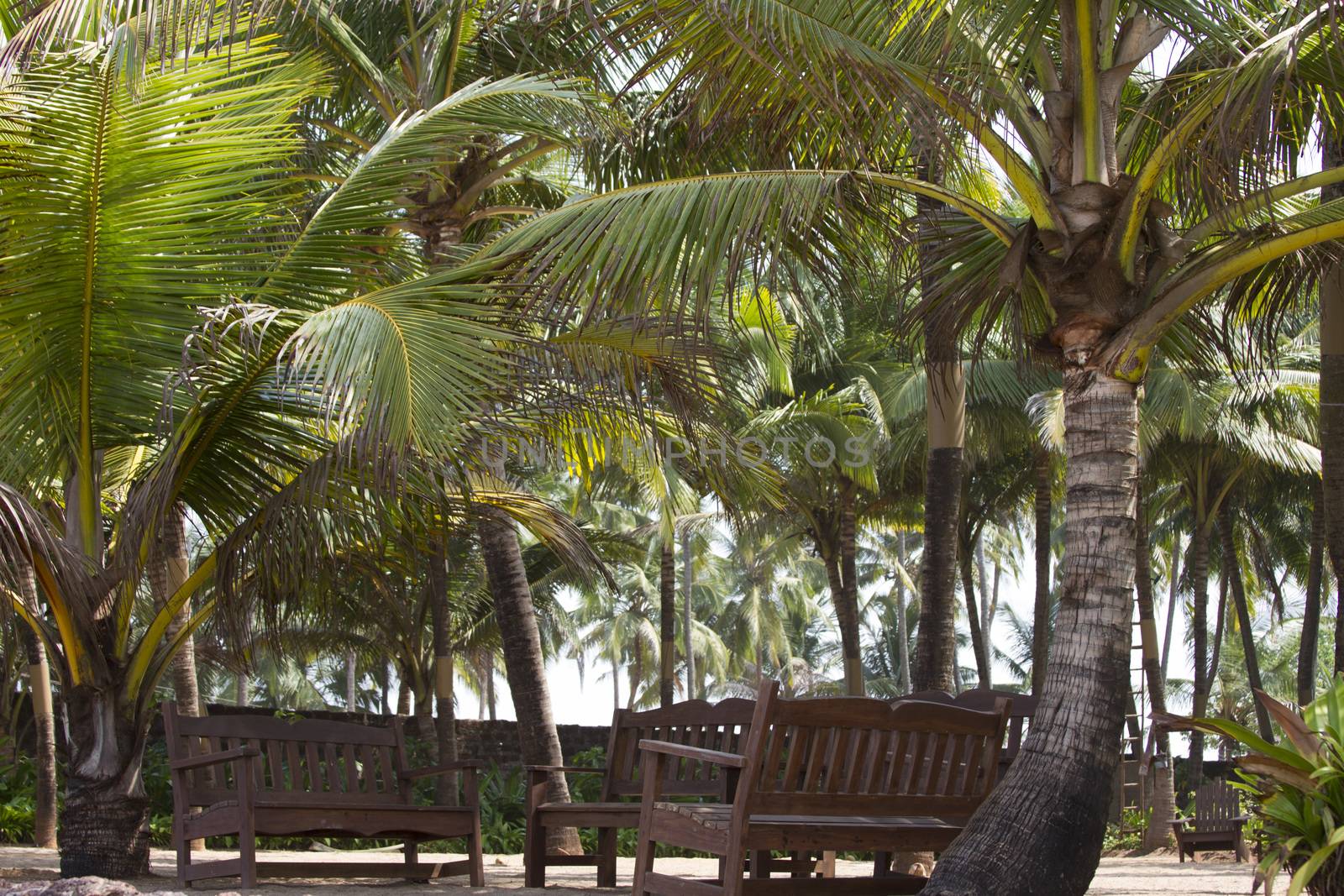 Coconut palm trees against the sky. GOA India beach. Branches of coconut palms under blue sky by mcherevan