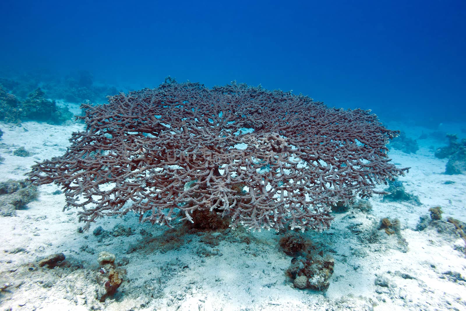 great acropora coral at the bottom of tropical sea, underwater