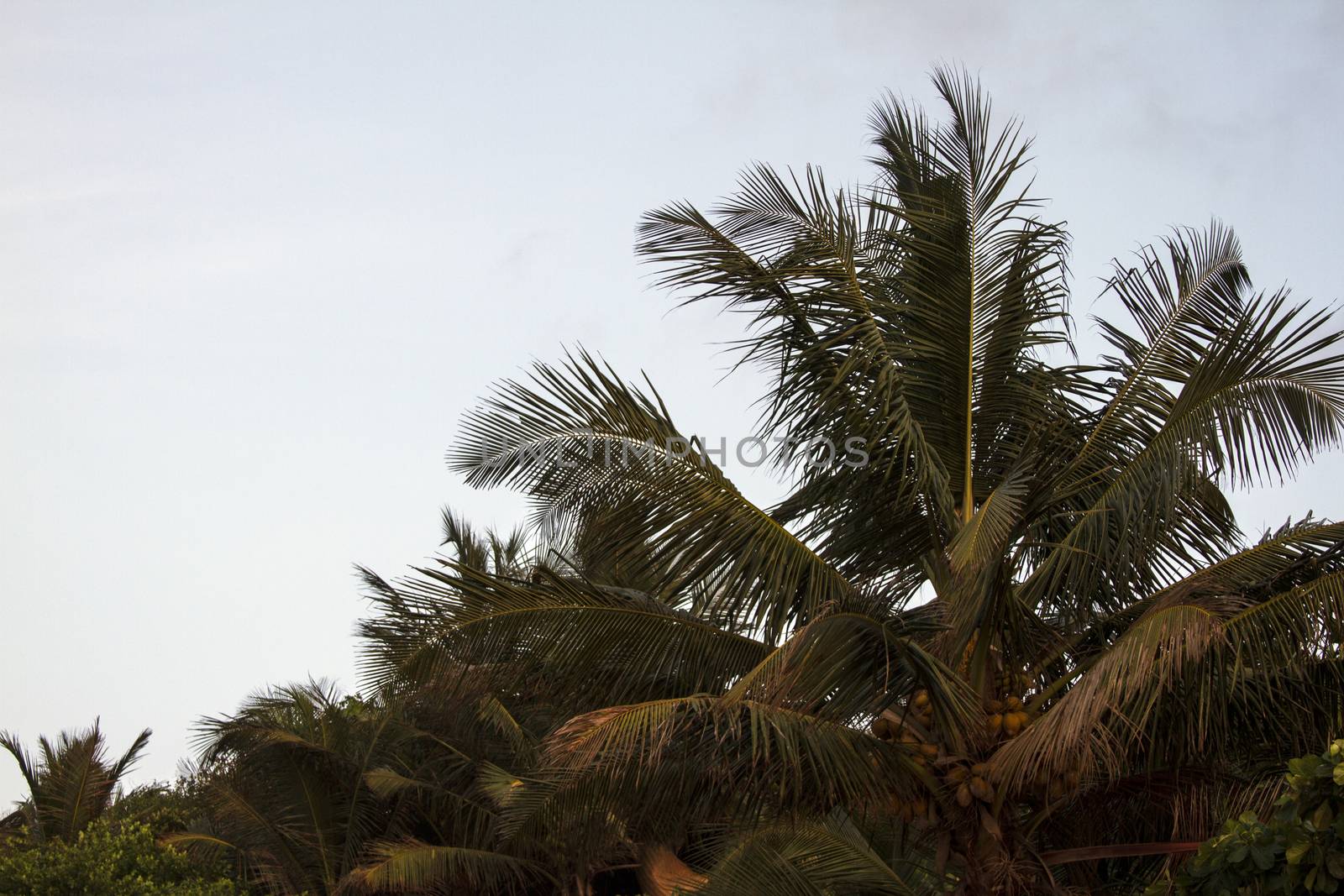 Coconut palm trees against the sky. GOA India beach. Branches of coconut palms under blue sky by mcherevan