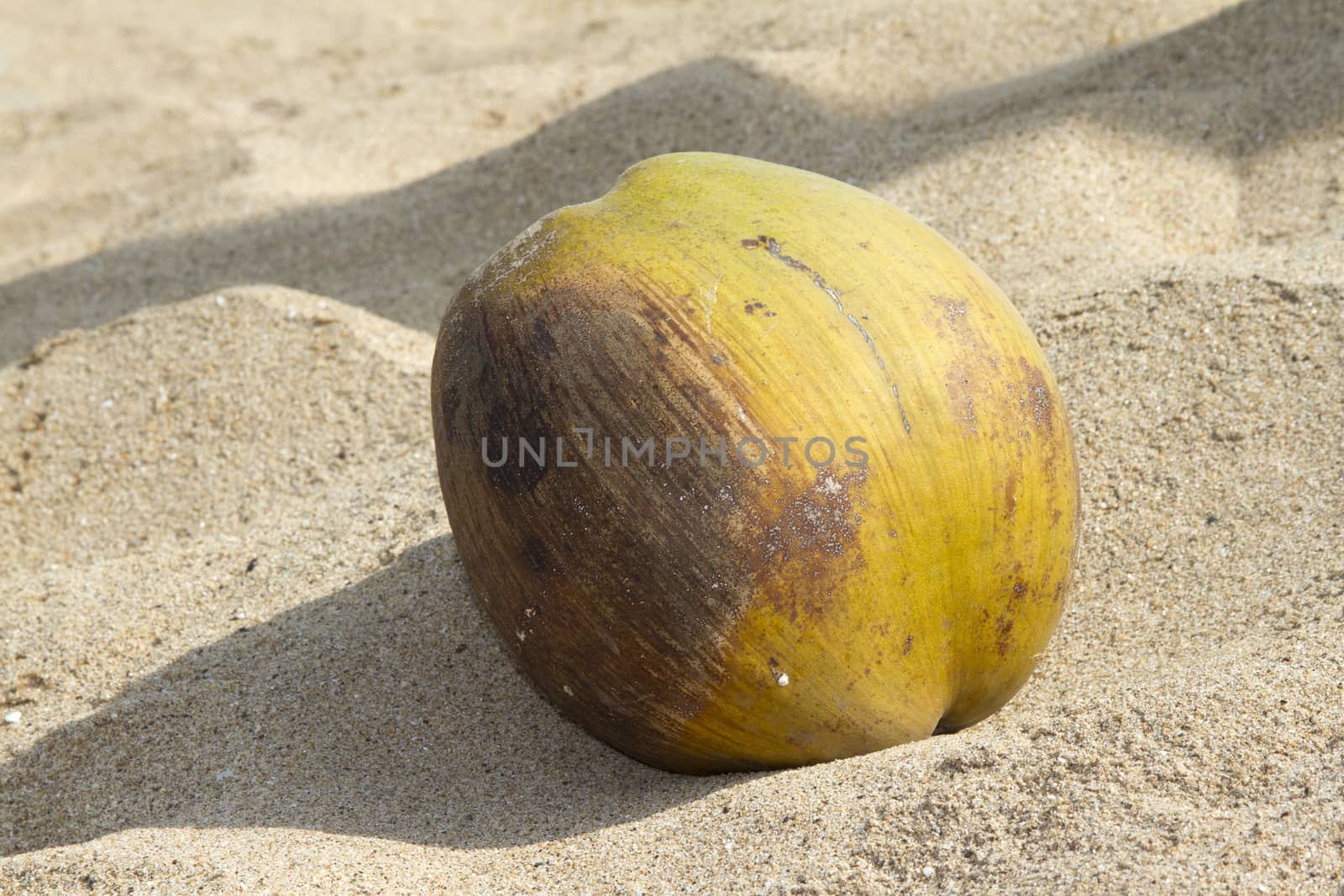 The green nut of a coco lies  on beach sand. India Goa by mcherevan