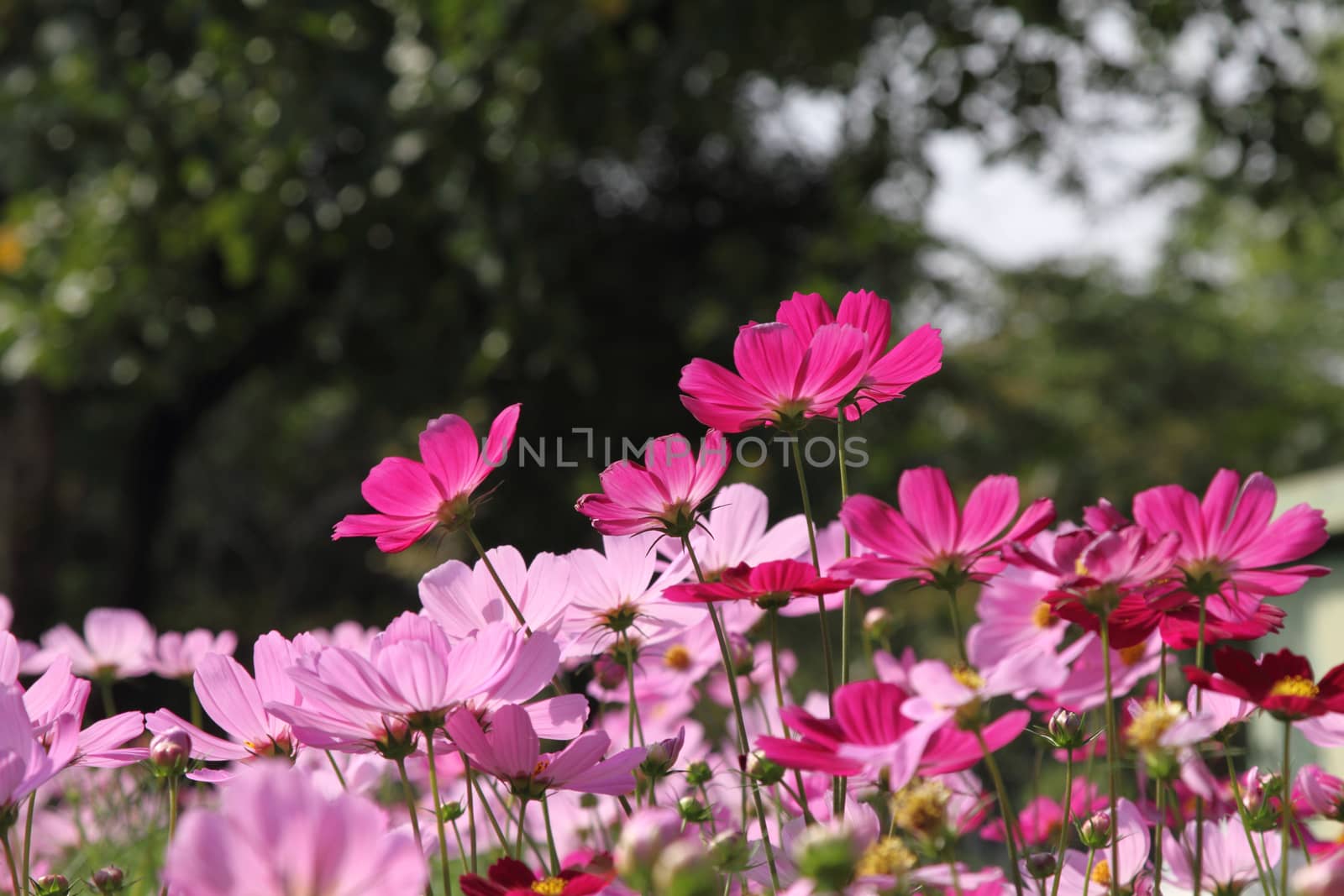 Close up pink cosmos flowers in the garden