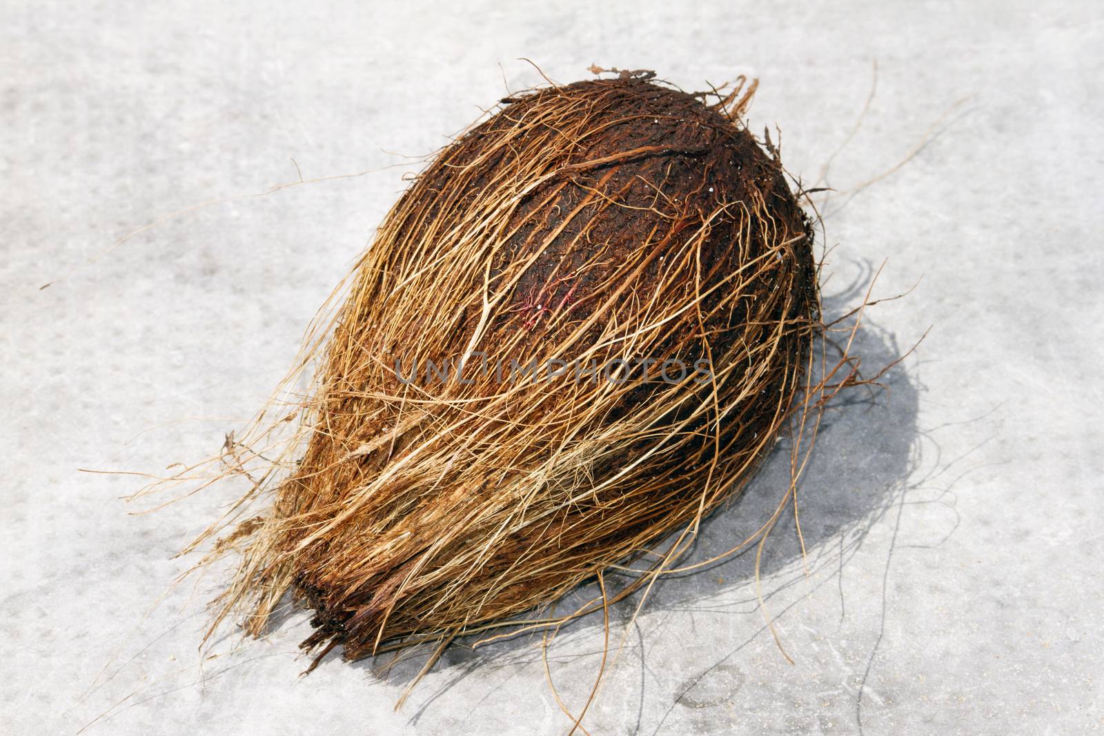 Coconut   on a beautiful beach. India Goa.