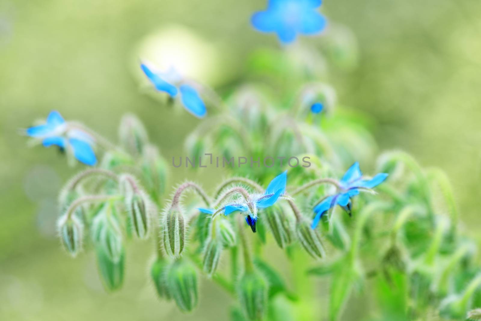 Wild plant blue flower close up by Nanisimova