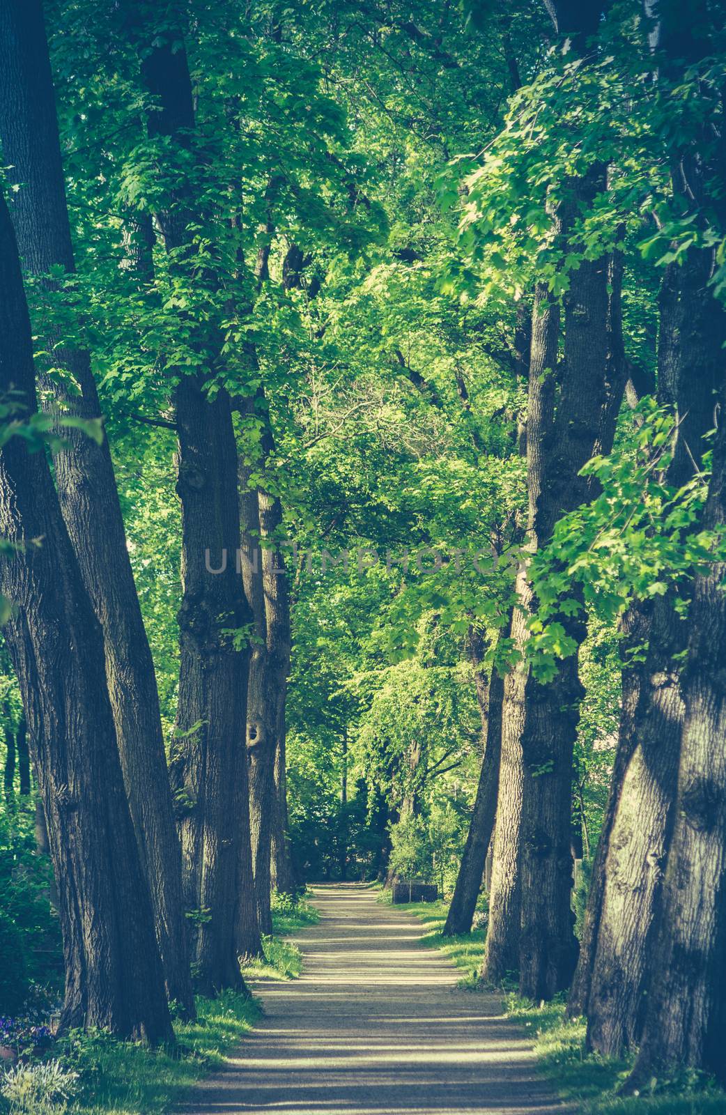 Retro Style Forest Path by mrdoomits