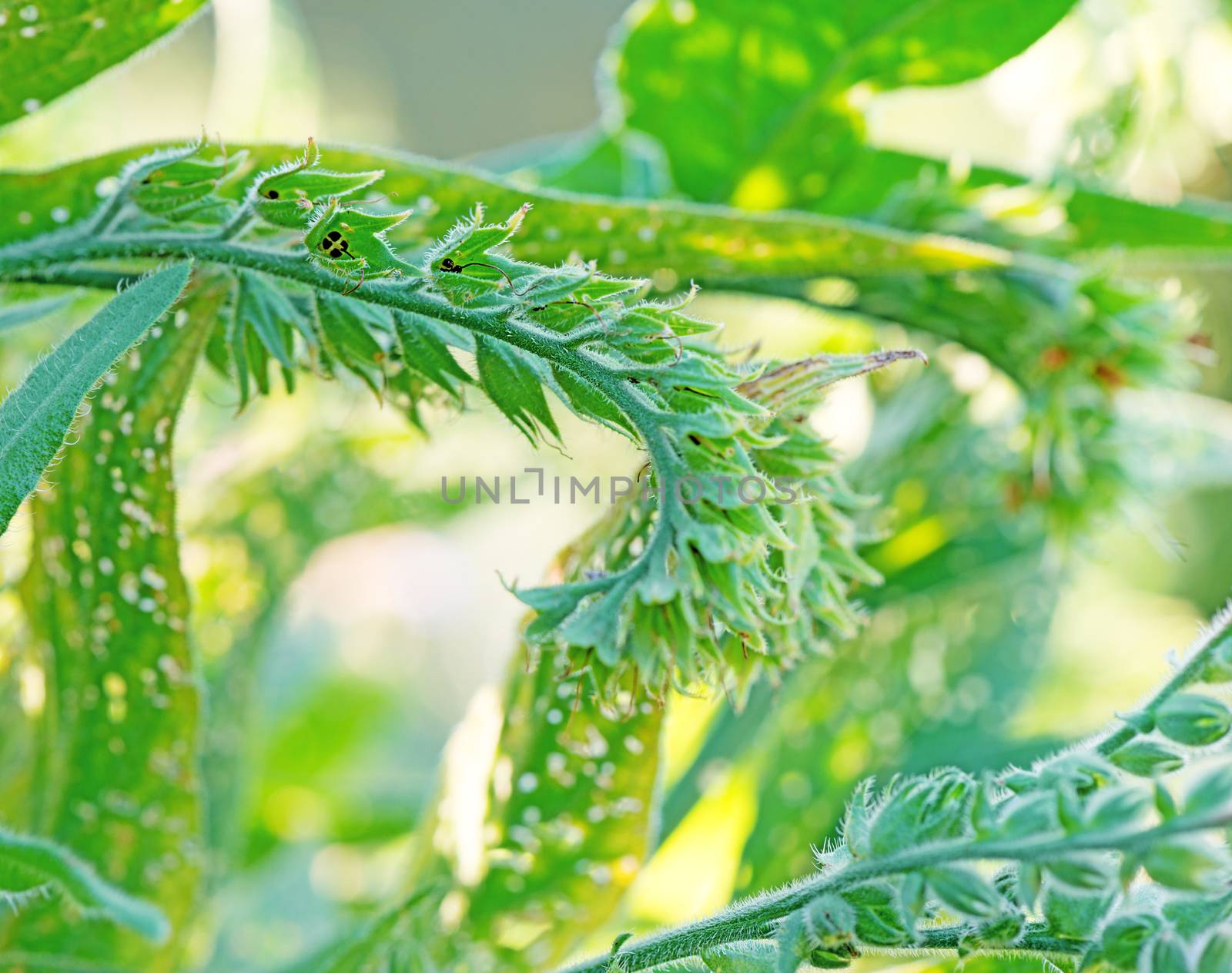 Wild plant green flower close up by Nanisimova