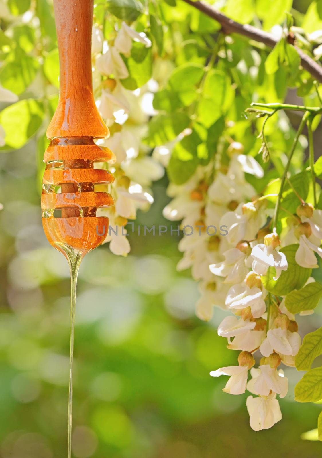 acacia honey and dripper in nature